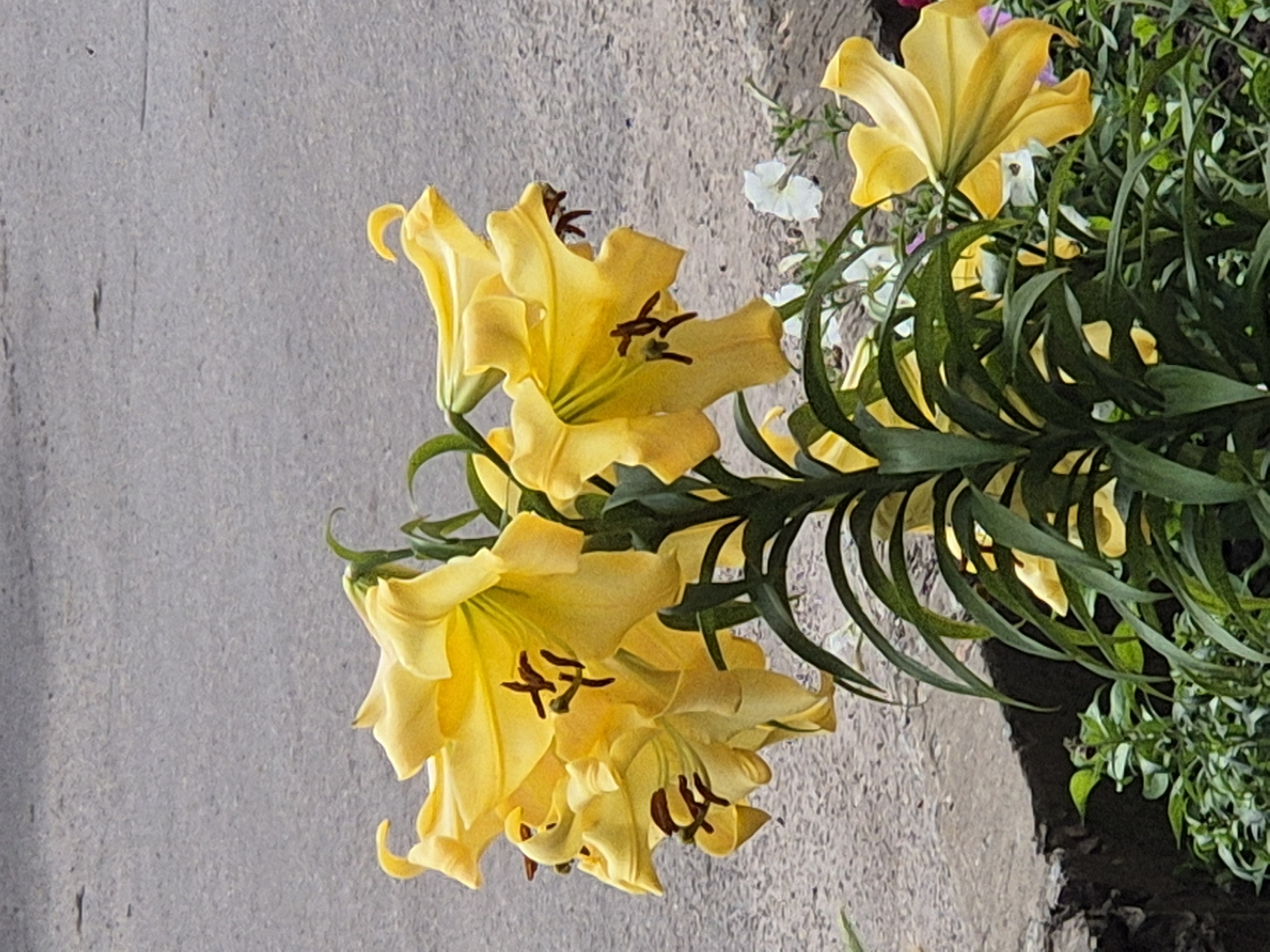 This is a medium-shot, eye-level, vertical photograph of a cluster of bright yellow lilies with dark brown stamens. The lilies are in bloom and are arranged on a single stem, with some flowers facing the camera and others angled away. The background is an out-of-focus grey asphalt surface. In the lower portion of the image, a dark, rough-edged border is visible, with green foliage and a few small white flowers peeking out from behind the lilies. The scene appears to be an outdoor setting within the city of Sozonivka, Ukraine.