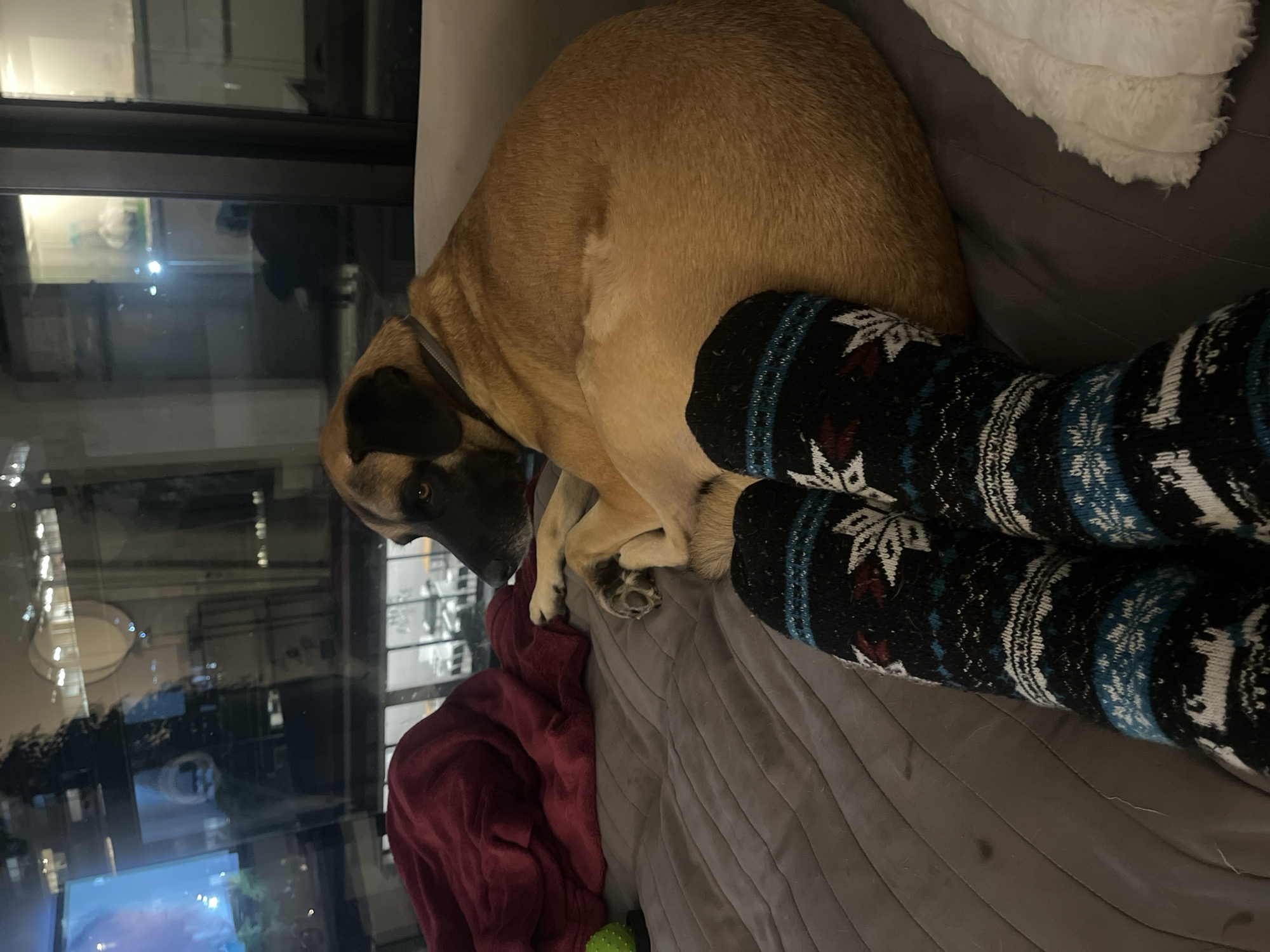 An indoor scene captures a cozy, relaxed moment, likely at night given the reflections of artificial lights outside the window. The primary subjects are a large, tan-colored dog and a person's legs, both resting on a grey couch.
The dog, possibly a Mastiff or similar breed, is curled up comfortably on the couch, facing away from the camera but with its head turned slightly, revealing its dark muzzle and brown eyes. It wears a dark collar. Its fur is a solid, light brown/tan hue.
Next to the dog are a person's lower legs and feet, covered in thick, patterned socks. The socks are predominantly dark blue and black, featuring white and light blue geometric designs and snowflake or star-like motifs, with small red accents. The legs are bent, suggesting the person is also sitting or reclining on the couch.
The couch itself is grey and appears soft and cushioned. A deep red, textured blanket is draped near the dog's head, and a fluffy white pillow is visible in the upper right corner, contributing to the comfortable atmosphere. A small green, textured ball is faintly visible near the bottom, possibly a dog toy.
Through a large window in the background, a blurry but discernible urban nightscape is visible. Reflections suggest bright lights from other buildings, indicating a city setting consistent with Buenos Aires. The overall lighting in the room is dim, accentuating the warmth and intimacy of the scene. No discernible text is visible in the image.