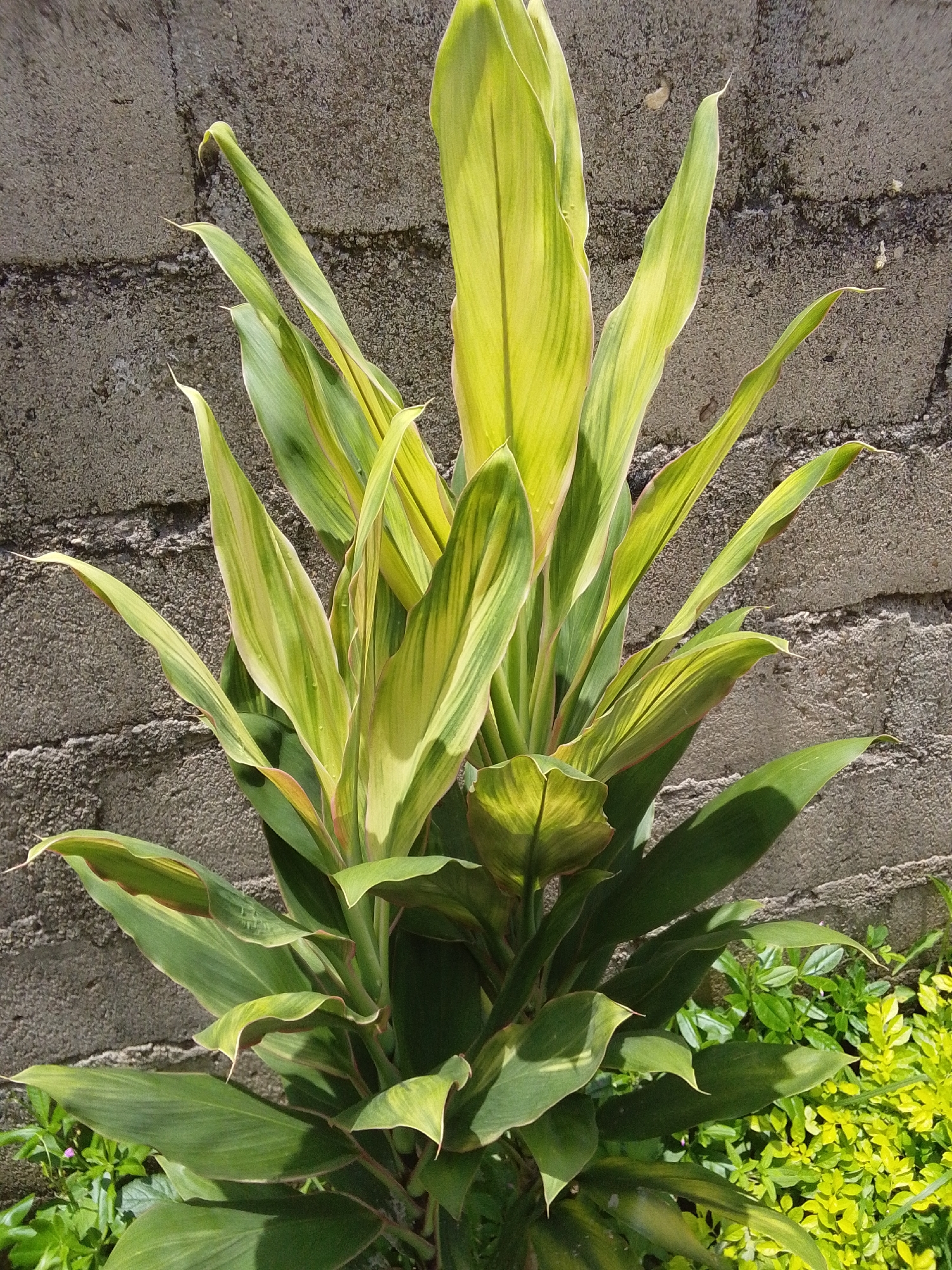 A potted Cordyline plant with variegated green and yellow leaves stands against a textured gray concrete wall. The plant is in the foreground, with its upright, strap-like leaves extending towards the top and sides of the frame. The concrete wall occupies the background, showing rough, mottled textures and horizontal lines suggesting bricks or mortar joints. The lower right portion of the image shows a dense cluster of smaller, bright green leafy plants, contrasting with the larger plant and the wall. Sunlight casts shadows on some of the leaves, indicating outdoor lighting. The scene is devoid of people or any other discernible subjects. The location is identified as Serti, Nigeria.