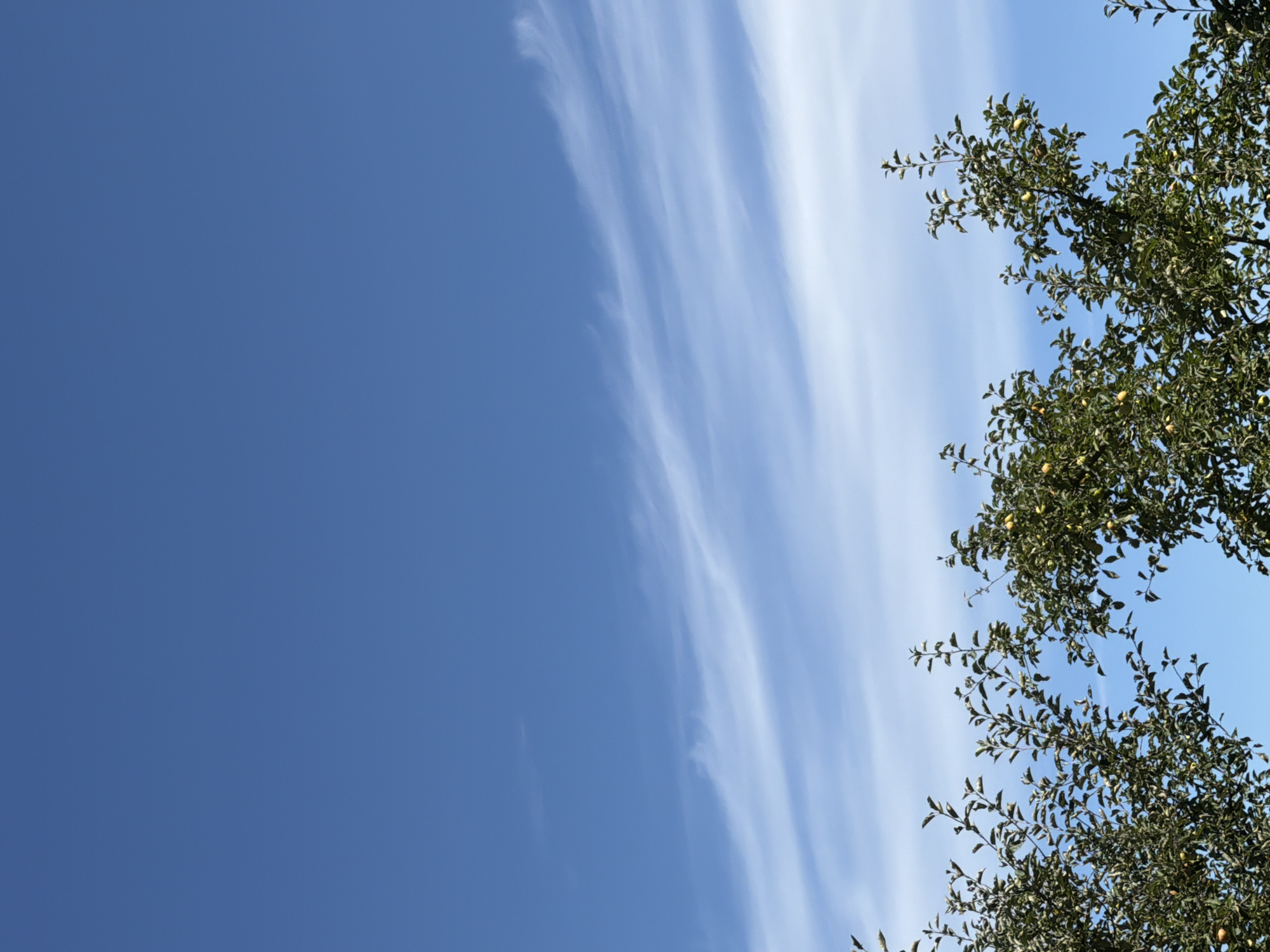 The image captures a clear blue sky with thin, wispy white clouds stretching horizontally across the mid-section. The lower portion of the frame is filled with the tops of green trees, some bearing small, light-colored fruits, likely apples, suggesting an orchard or garden setting. The foliage is dense, with branches reaching upwards towards the sky. The scene appears to be outdoors, under natural daylight, in a rural or semi-rural environment, possibly in or around Mali Kosharyshcha, Ukraine, given the context. There are no people or animals visible in the frame. The composition focuses on the natural elements of sky and trees.
