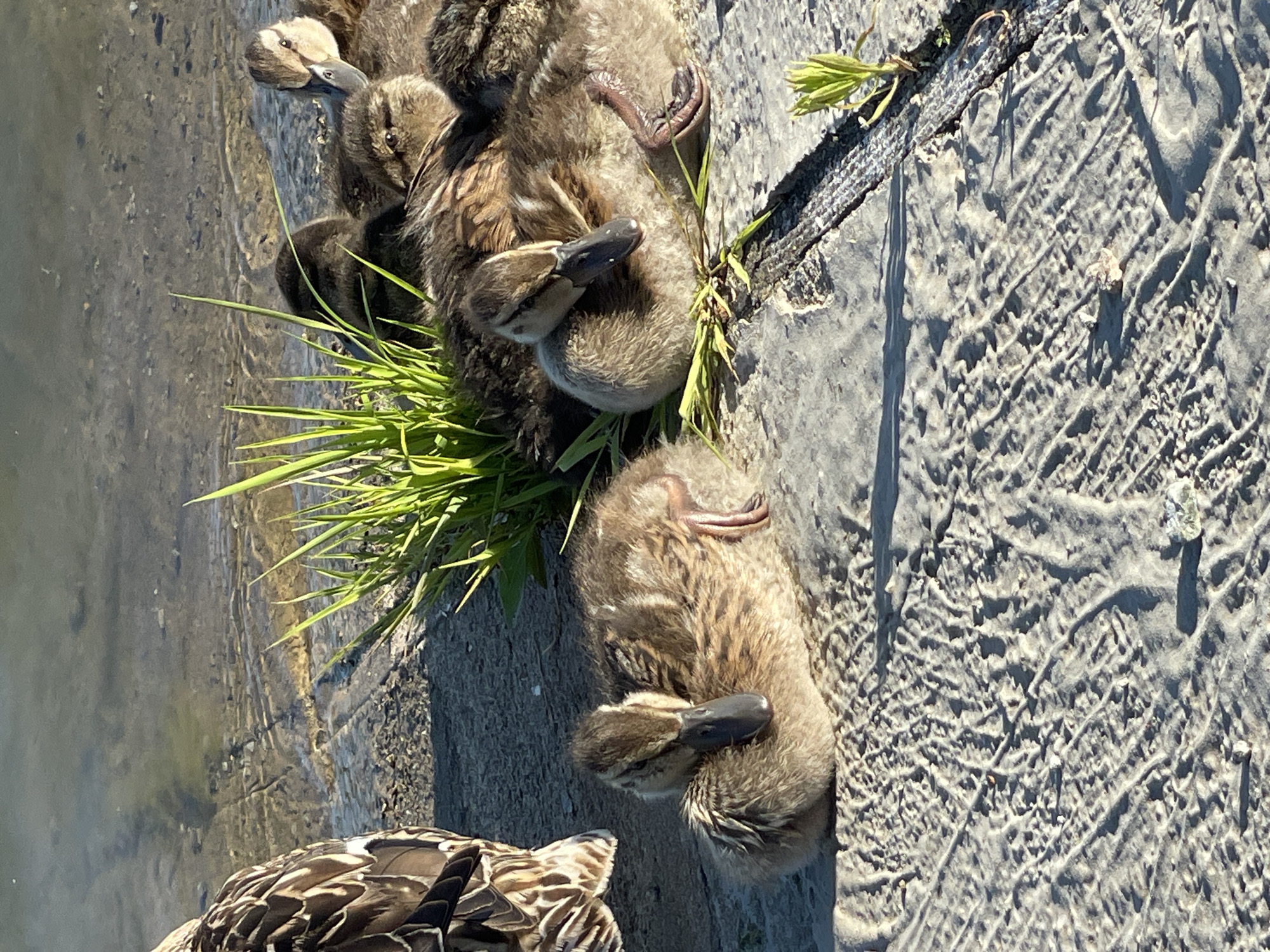 A group of ducklings are resting on a concrete surface near the edge of a body of water. The ducklings are various shades of brown and are huddled together for warmth. One duckling in the foreground is lying on its side with its head tucked in. In the background, a larger duck, presumably the mother, is standing partially visible on the left side of the frame, facing away from the camera. Lush green grass is growing between the ducks and the water. The concrete surface appears textured and worn, with some debris scattered on it. The water in the background is calm and reflects the sunlight. The scene appears to be a natural setting within a city, possibly a park or a pond area. The specific location within Prokopyevsk, Russia cannot be determined from the visual information provided.