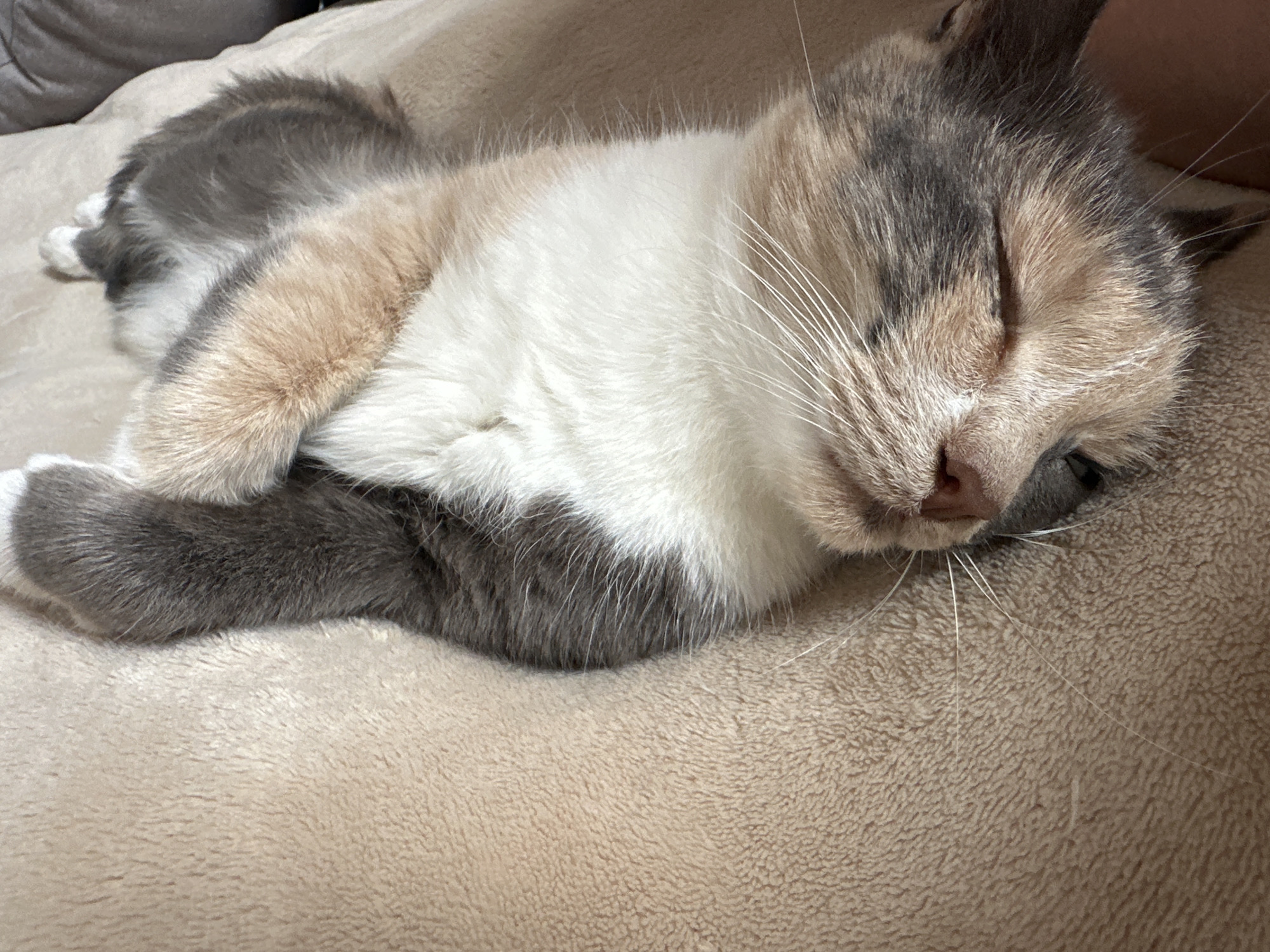 A calico cat is sleeping on a tan, fuzzy surface. The cat is lying on its side with its head resting on its paws. Its eyes are closed and its mouth is slightly open. The cat's fur is a mix of white, black, and orange. The tan surface appears to be a blanket or a cushion. The scene is dimly lit. The location is in the city of Zhdanovichskoye Sel'skoye Sovet, Belarus.