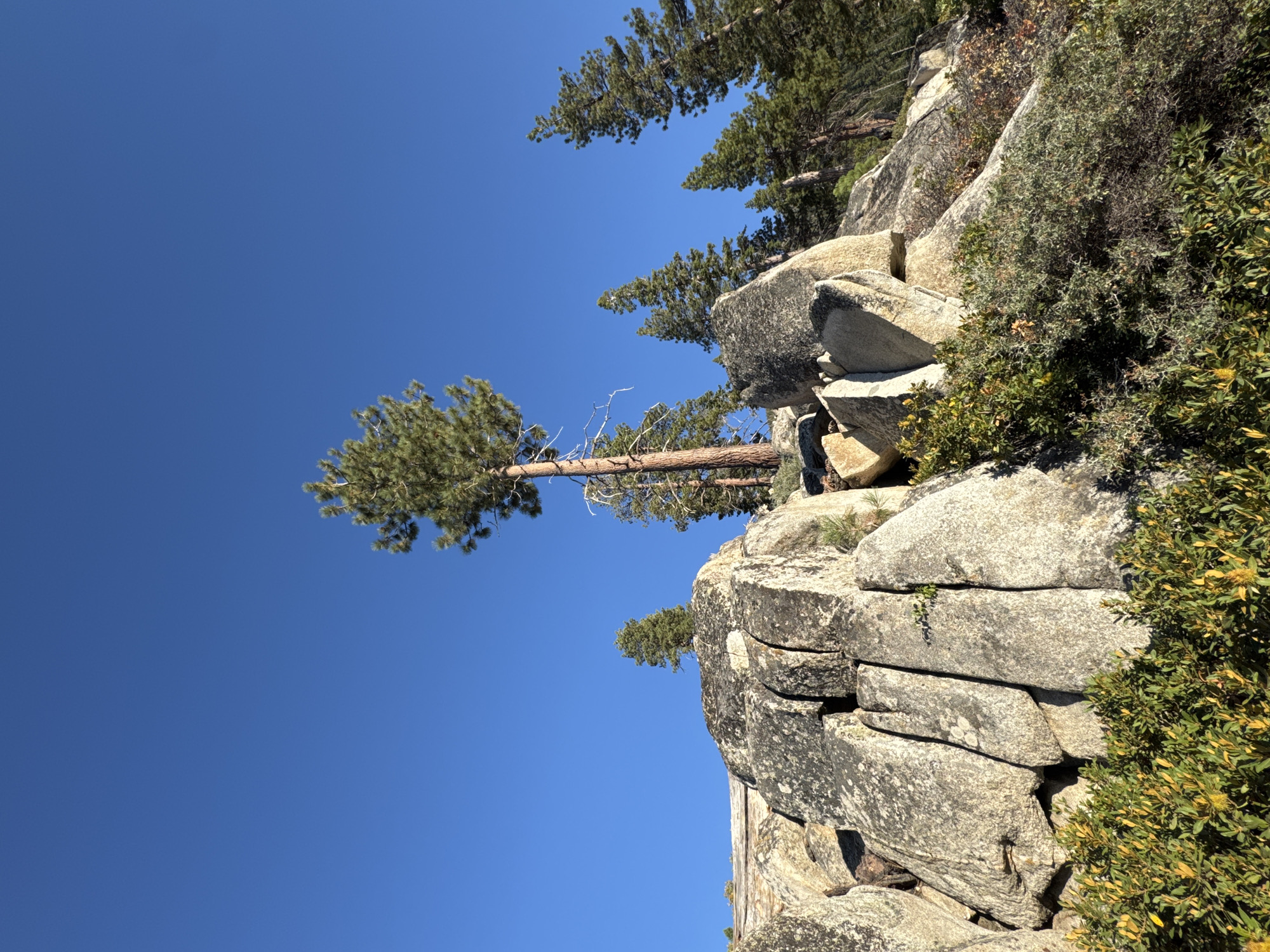 The image shows a rocky hillside with several pine trees and green and yellow foliage against a clear blue sky. The rocks are large and angular, with some appearing to be split or fractured. One prominent pine tree stands tall on the crest of the hill, while others are scattered on the slopes. The foliage in the foreground is dense and colorful, suggesting a natural landscape. The scene is brightly lit, indicating it is daytime. There are no people or animals visible in the image. The location is identified as the city of Stateline, United States of America.