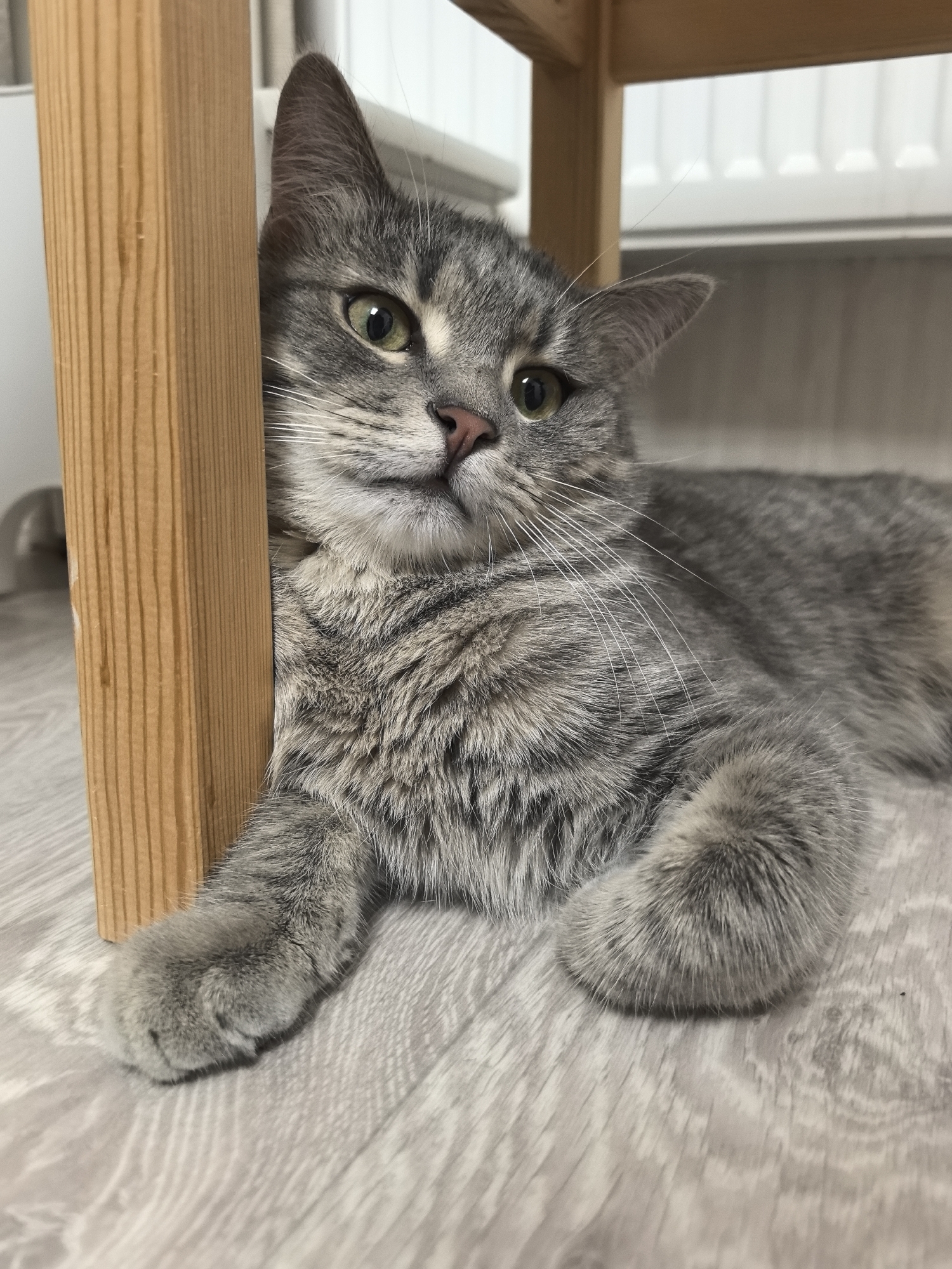 An indoor medium shot captures a gray tabby cat lying on a wooden floor, partially obscured by a wooden table leg. The cat is looking to its left with its head tilted. The cat's fur has distinct tabby markings, and its eyes are a light green. One of its front paws is extended forward. The background shows the underside of a wooden table and a white radiator. The lighting is artificial. The image does not contain information about the city of Perm, Russia.
