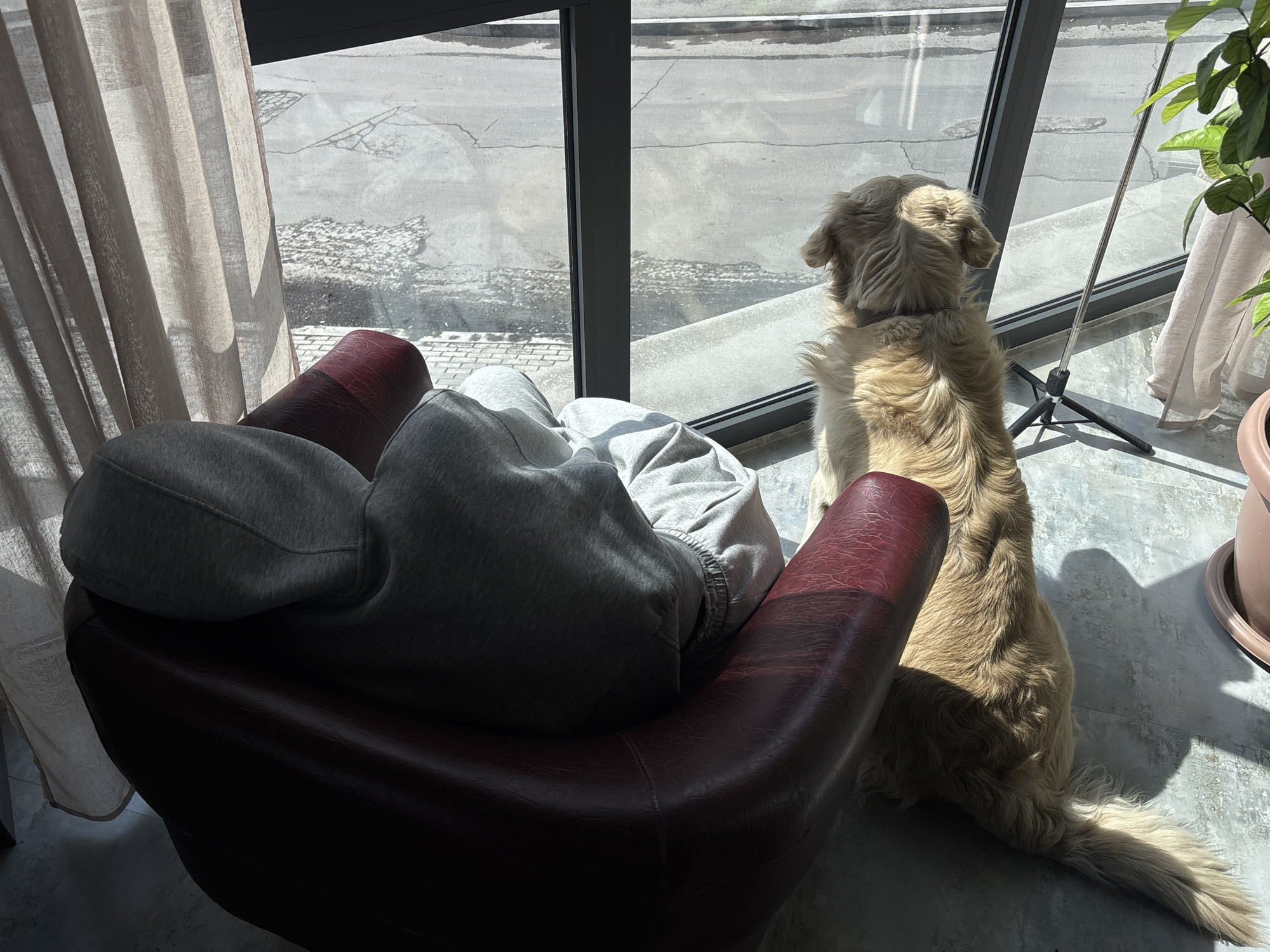 The image shows the interior of a room with a person and a dog looking out a window. The person is sitting in a maroon armchair, facing the window, and wearing a grey sweatshirt and sweatpants. The back of the person's head and shoulders are visible. A golden retriever is standing on its hind legs next to the chair, also looking out the window. The window overlooks a street. The scene is illuminated by natural sunlight. Beige curtains hang beside the window. To the right of the window, a plant is in a pot.
While it is not possible to definitively determine the exact location in Yerevan, Armenia from the provided image, the architecture visible through the window does not provide any clues.
