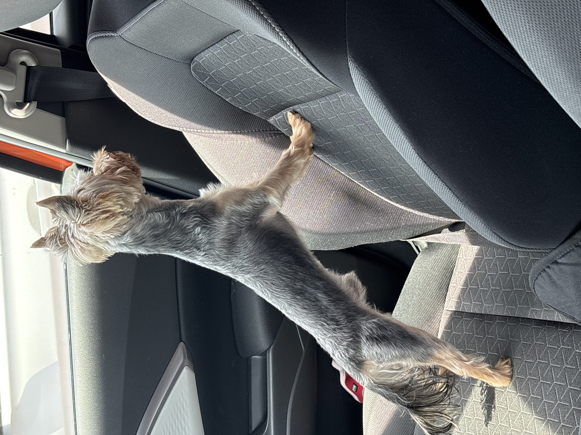 A small, long-bodied, grey and brown Yorkshire Terrier stretches between the front and back seats of a vehicle. The dog's front paw is on the back of the driver's seat, while its hind paws are on the back seat. The interior of the car is visible, including the seat upholstery, seatbelt mechanism, and door panel. The location is unknown, there is no indication it is in Plovdiv, Bulgaria.