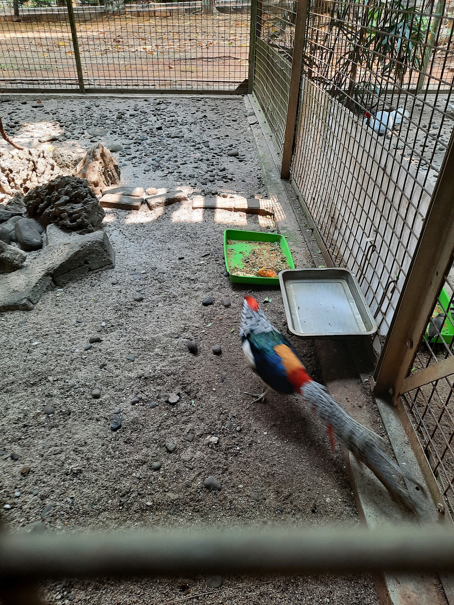 In an outdoor aviary, a pheasant with colorful plumage, including red, blue, and orange markings, walks across a sandy and gravelly enclosure. The bird's tail is long and grey, and its head is adorned with a red crest. In the background, a metal cage encloses the area. Food and water dishes are placed within the enclosure, with one green dish containing birdseed and another silver dish appearing empty. To the left, large rocks and a broken concrete block create a textured landscape. The ground is covered in a mixture of sand and small pebbles. Sunlight casts shadows across the enclosure, indicating an outdoor setting.
