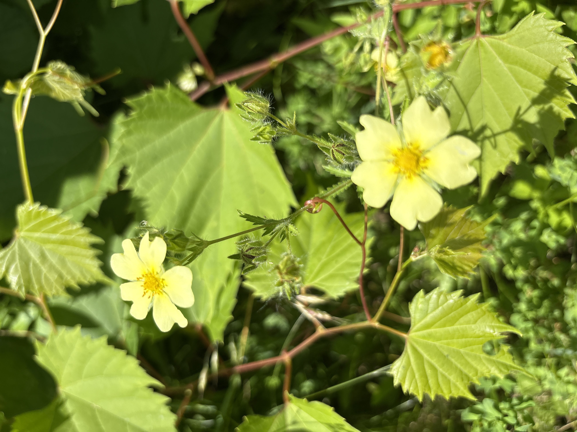 In the City of Niagara Falls, United States of America, this image captures a close-up view of several small, pale yellow flowers with five petals each, blooming amongst lush green foliage. The flowers have a distinct yellow center with small, dark stamens. The leaves are broad, serrated, and appear to be part of a vine or shrub, with some leaves showing a lighter shade of green where sunlight hits them. Several flower buds, still closed and covered in fine hairs, are also visible on thin stems. The background consists of a blur of more green vegetation and some reddish-brown stems, suggesting a natural, outdoor setting such as a garden or park. The lighting indicates it is daytime, with sunlight casting shadows. No people or animals are present in the image.