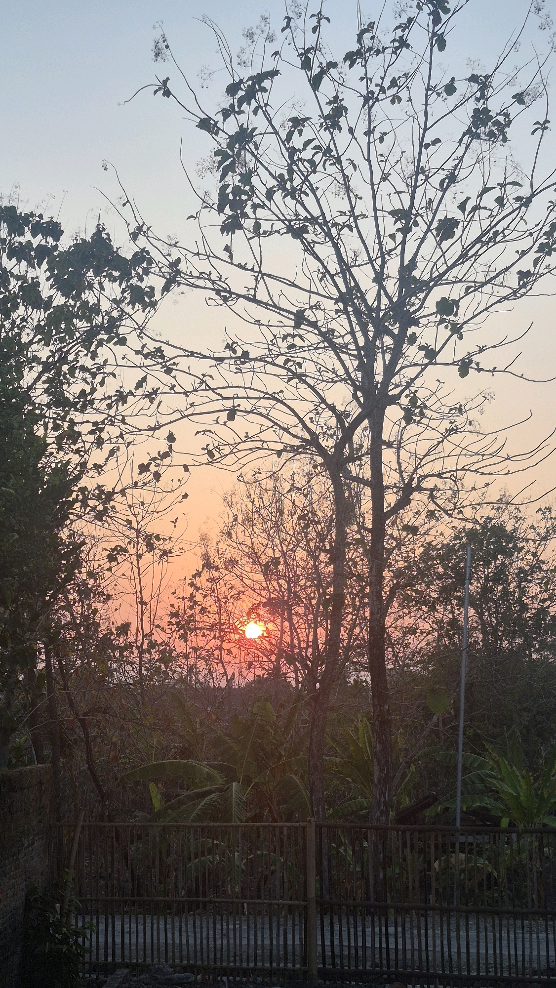 This photograph captures a sunset scene in Gambiranom, Indonesia. The sky is a gradient of soft blues and oranges, indicating either sunrise or sunset. Silhouetted against the colorful sky are the bare branches of several trees, their intricate patterns creating a delicate overlay on the horizon. Some trees still hold a scattering of leaves, while others are completely devoid of foliage, suggesting a dry season or a deciduous species. In the foreground, a rustic bamboo fence runs horizontally across the frame, separating the viewer from the dense vegetation behind it. Banana plants with their large, broad leaves are visible amongst the trees, adding a tropical element to the landscape. The sun, a bright orange orb, is partially obscured by the branches of a tree, casting a warm glow on the scene. The overall atmosphere is serene and tranquil, with nature taking center stage.