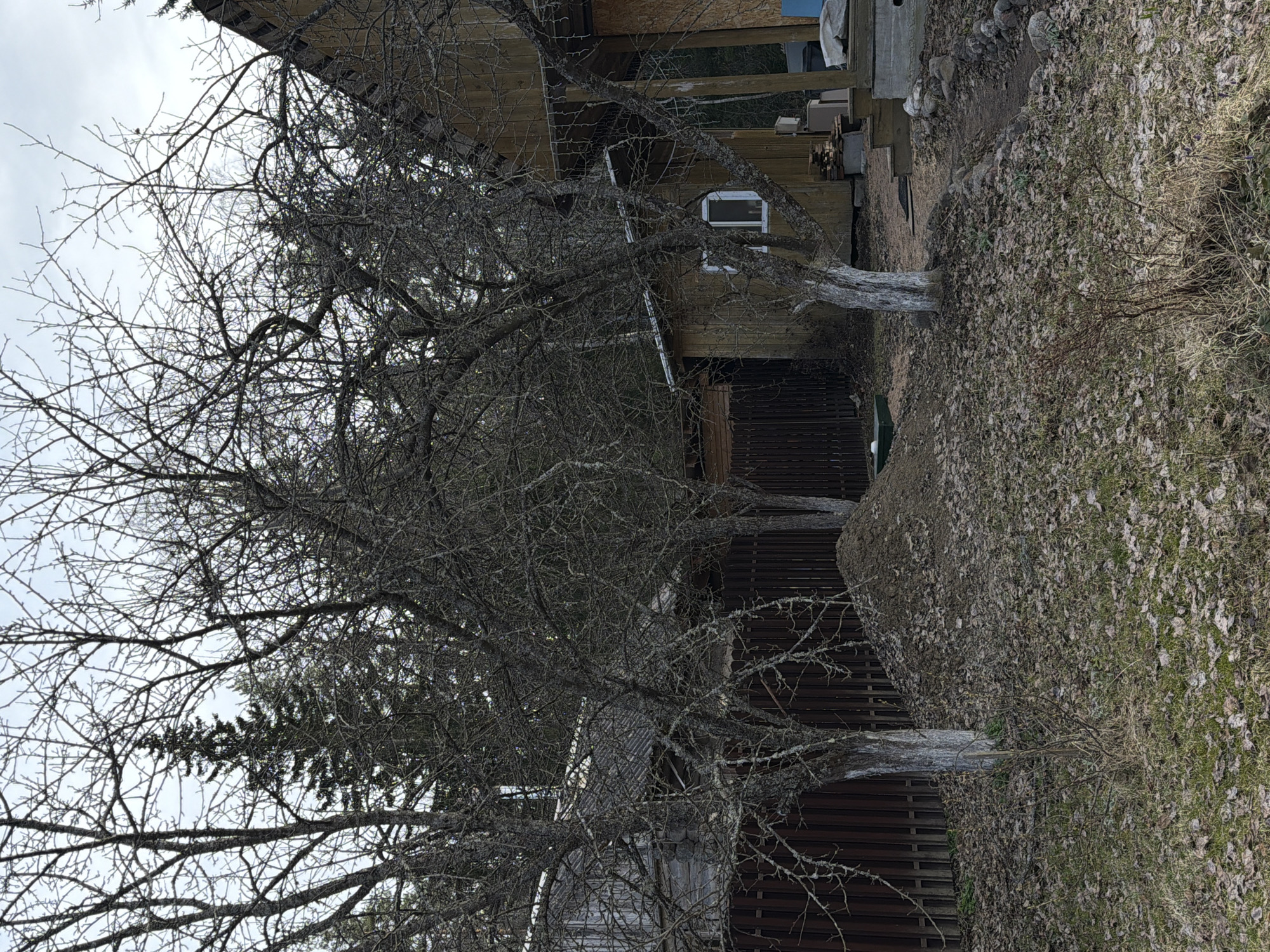 The image shows a scene in what is likely Starosel'e, Russia, based on the location information given. The foreground is dominated by bare, deciduous trees with intricate branching patterns. A wooden fence runs partially across the lower half of the image, obscured by the branches of the trees and dry leaves scattered on the ground. A small section of another structure, possibly a shed or outbuilding, is visible behind the fence and trees on the left.
Behind the trees, in the middle ground, is a larger wooden house with at least one visible window. The house is elevated above the ground and appears to be under construction or renovation, judging by the visible materials and tools stacked nearby. The ground is covered in a mix of dry leaves and sparse vegetation.
The sky is overcast, providing muted, ambient light. There are no people or animals visible in the image. The overall impression is one of a rural or semi-rural setting, perhaps in early spring before the trees have begun to leaf out.