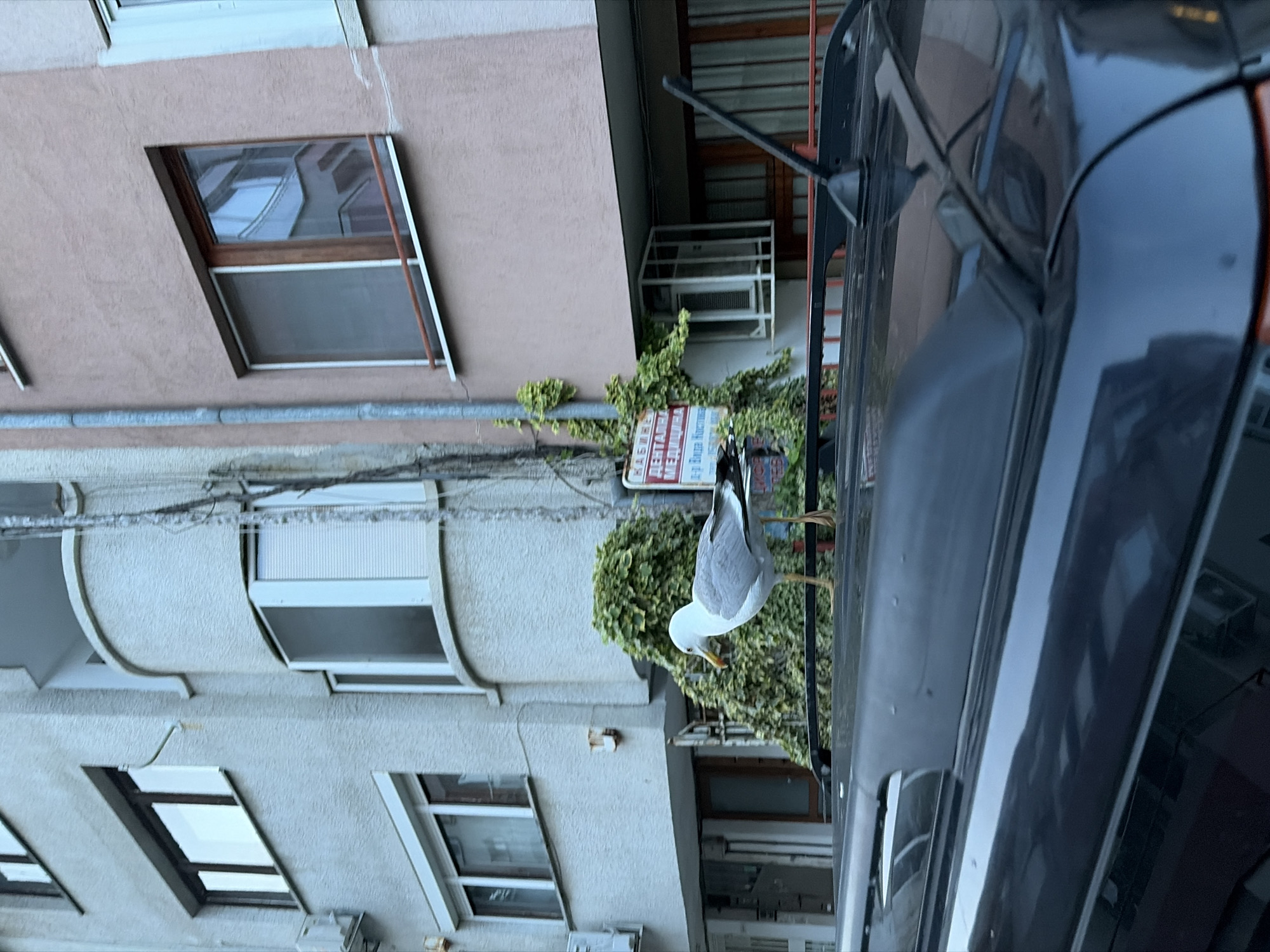 A vertical daytime shot captures a seagull perched on a black roof rack or railing of a dark-colored vehicle, likely a car or van, which occupies the right side of the frame. The seagull, predominantly white with gray wings and yellow legs, faces downwards, with its head slightly obscured.
In the background, two multi-story apartment buildings with stucco facades are visible. The building on the left is a lighter, possibly off-white, tone, featuring several rectangular windows, some with external blinds, and a curved balcony structure. The building behind the seagull and vehicle is a light beige or peach color, with a prominent window featuring dark brown frames. Wires and cables run horizontally across the scene in the mid-ground.
Green ivy grows on the wall between the vehicle and the beige building, partially obscuring a red and white sign. The sign features Cyrillic text, which upon closer inspection, reads: "КАБИНЕТ" (Cabinet/Office), "ДЕНТАЛНА" (Dental), "МЕДИЦИНА" (Medicine). Below these, further text includes "Д-Р ВАНДА" (Dr. Vanda) followed by what appears to be part of a surname, possibly "КОСТАДИНОВА". The location context of Burgas, Bulgaria, supports the Cyrillic script.
The lighting suggests a soft daylight, possibly overcast or early morning/late afternoon, with no harsh shadows. The overall scene depicts an urban setting with a touch of nature (the seagull and ivy).