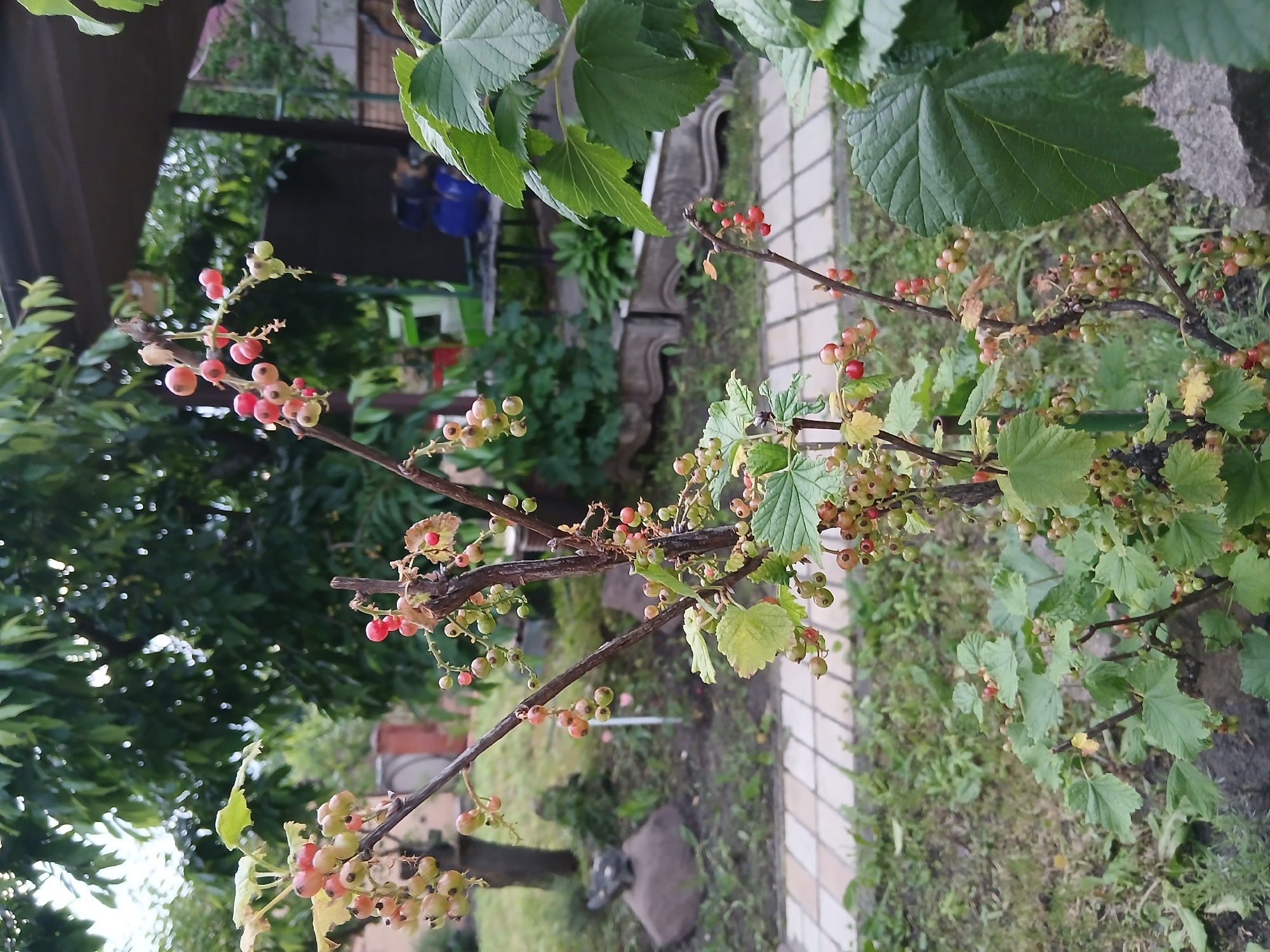 This is a medium shot, eye-level, outdoor photograph taken in Vita-Poshtova, Ukraine, focusing on a currant bush with ripening berries. The bush is in the foreground, with clusters of small, round berries in various stages of ripeness, ranging from green to pink and red. The leaves are a vibrant green, with some browning at the edges. The bush is planted in a garden bed with dry soil and some scattered green grass and smaller plants. Behind the bush, a paved path made of square, light-colored tiles leads into the background. Further back, there is a large, dark green leafy tree providing shade, and beyond that, a structure with a dark brown roof and some building elements, including what appears to be a blue pump or water heater. The overall atmosphere is that of a private garden in a suburban or rural setting. There are no people visible in the frame.