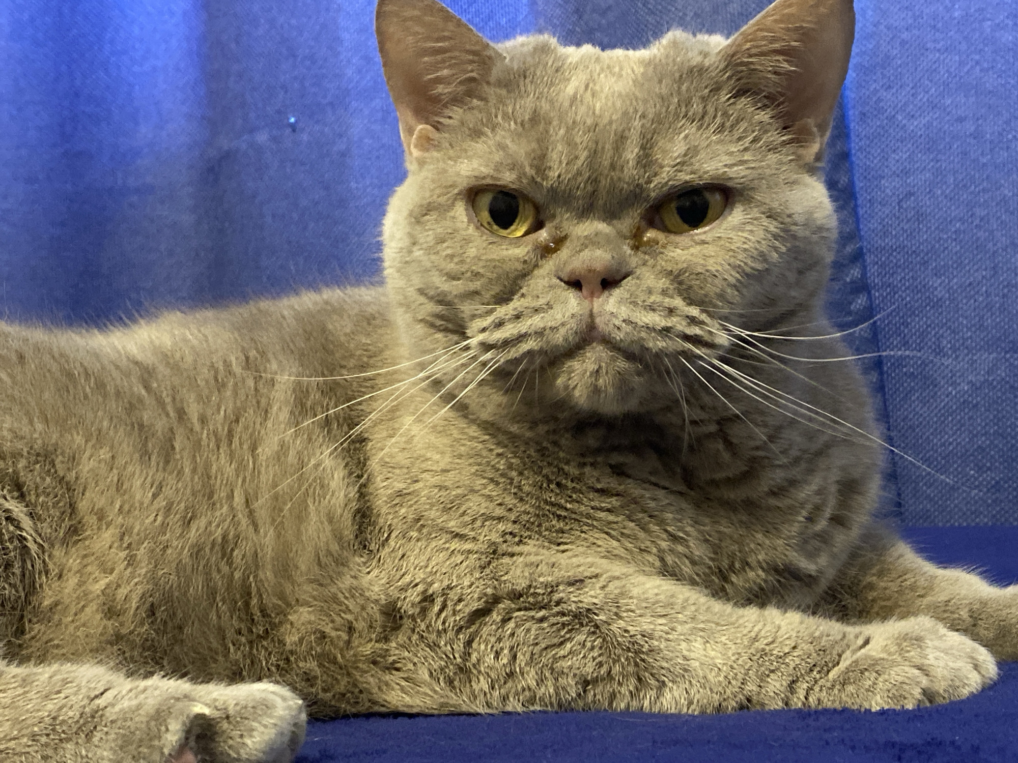 A British Shorthair cat with a grey coat and yellow eyes is lying down on a blue surface in front of a blue background. The cat is facing the camera directly, with its paws tucked beneath its body. The cat's ears are perked up, and its whiskers are long and white. The cat's eyes are wide open, and its gaze is fixed on the camera. The background is a solid blue color, and there is a small, blurry speck of light in the upper left corner of the image. The lighting is soft and diffused, casting a gentle glow on the cat's fur. The image is a close-up shot, focusing on the cat's face and upper body.