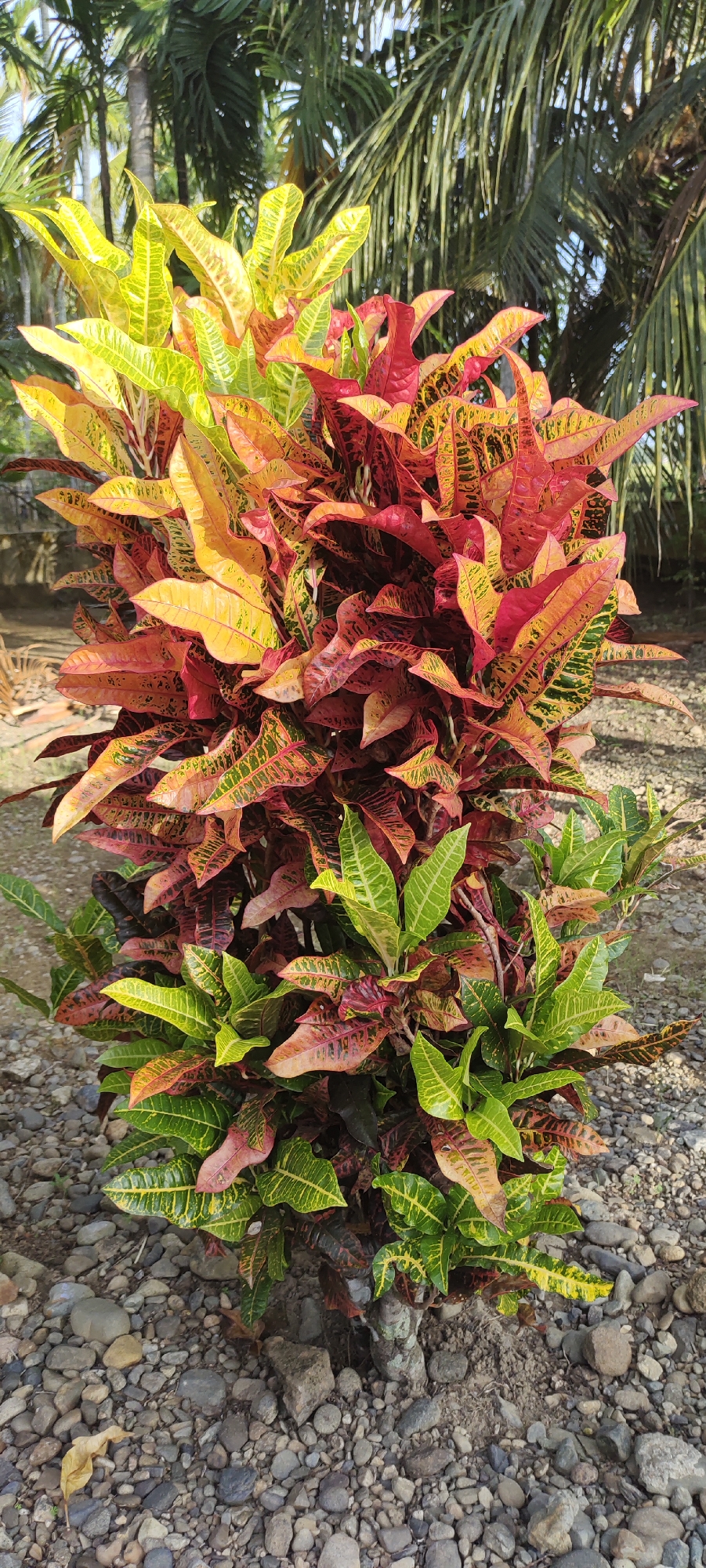 The image shows a Croton plant with vibrant, multicolored leaves standing on a gravelly ground in Meunasahalue, Indonesia. The leaves display a mix of green, yellow, orange, and red hues. The plant is centrally located in the frame, surrounded by pebbles and rocks. Other plants and trees are visible in the background, suggesting an outdoor setting. The lighting appears to be natural daylight.