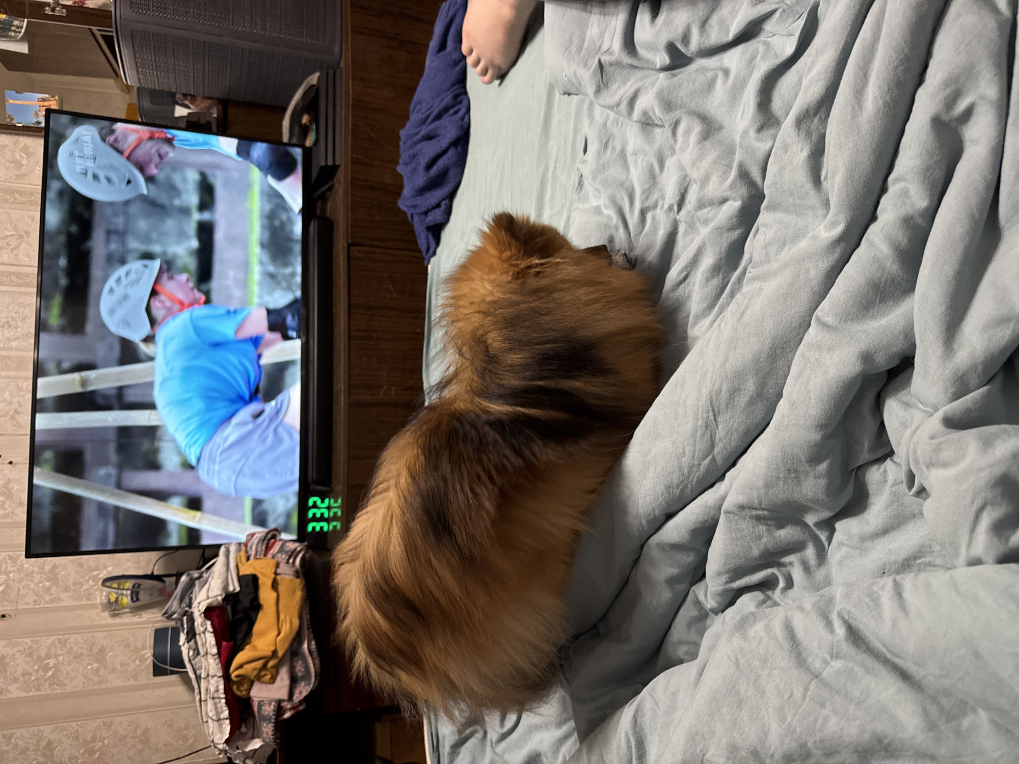 A domestic indoor scene shows a dog resting on a light blue bed sheet. A television is playing on the left, displaying a program with people wearing helmets and blue clothing. A bare human foot is visible at the top of the bed. Clothes are piled below the television. The location is most likely a home, presumably located in an urban area, but there is no supporting evidence for it being Khimki, Russia.