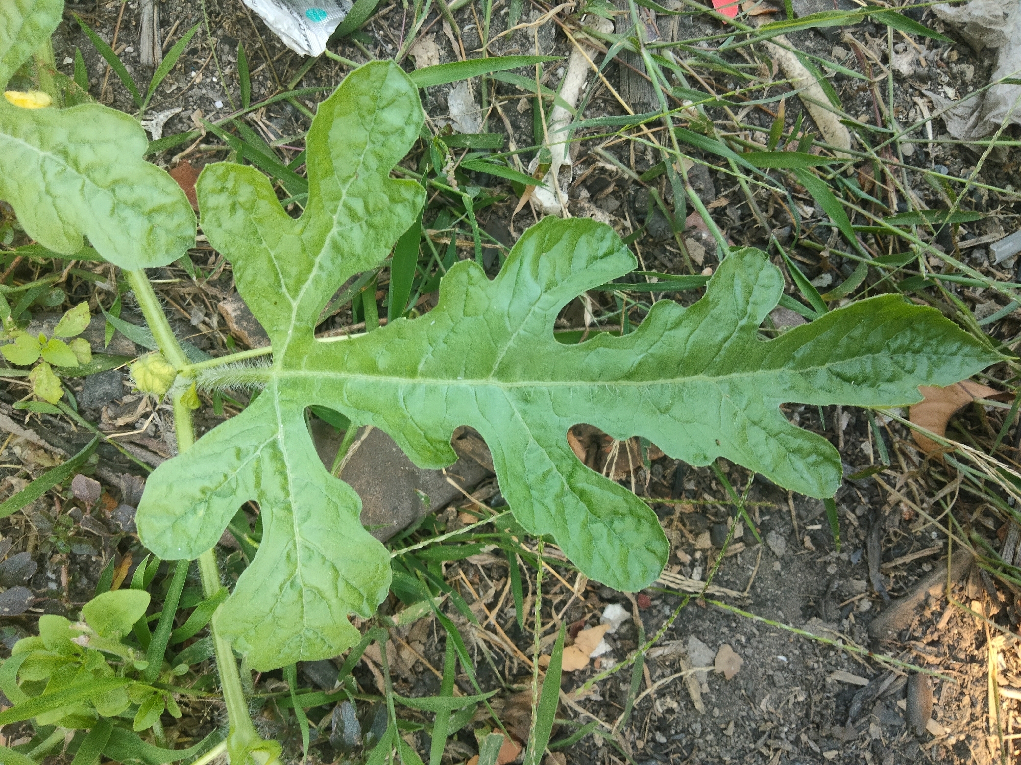 A close-up, overhead shot shows a vibrantly green, palmate leaf with deeply lobed edges resting on dry soil and sparse grass. The leaf is the dominant subject, its texture slightly wrinkled and veined, with a furry stem. The background consists of dark soil interspersed with dried grass, twigs, and some small pebbles. A partially visible piece of white plastic packaging with blue accents lies in the upper portion of the image. The scene appears to be outdoors, possibly in a garden or uncultivated area. The image was taken in Merakurak, Indonesia.