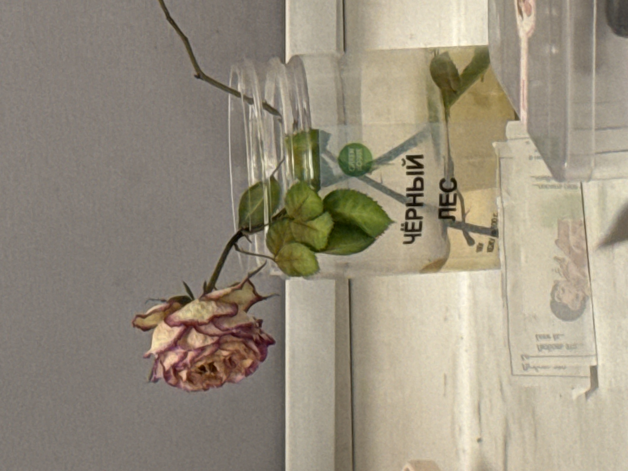 A wilting rose with purple-edged petals droops from a clear plastic jar, labeled in Russian "Чёрный лес" (Black Forest), possibly containing liquid. The jar sits near a white window frame in front of a gray wall. A twig extends from the jar. Taped on the wall adjacent to the window are miscellaneous papers, one showing a person's face. Location inferred as Krasnoyarsk, Russia due to the Russian text on the jar.