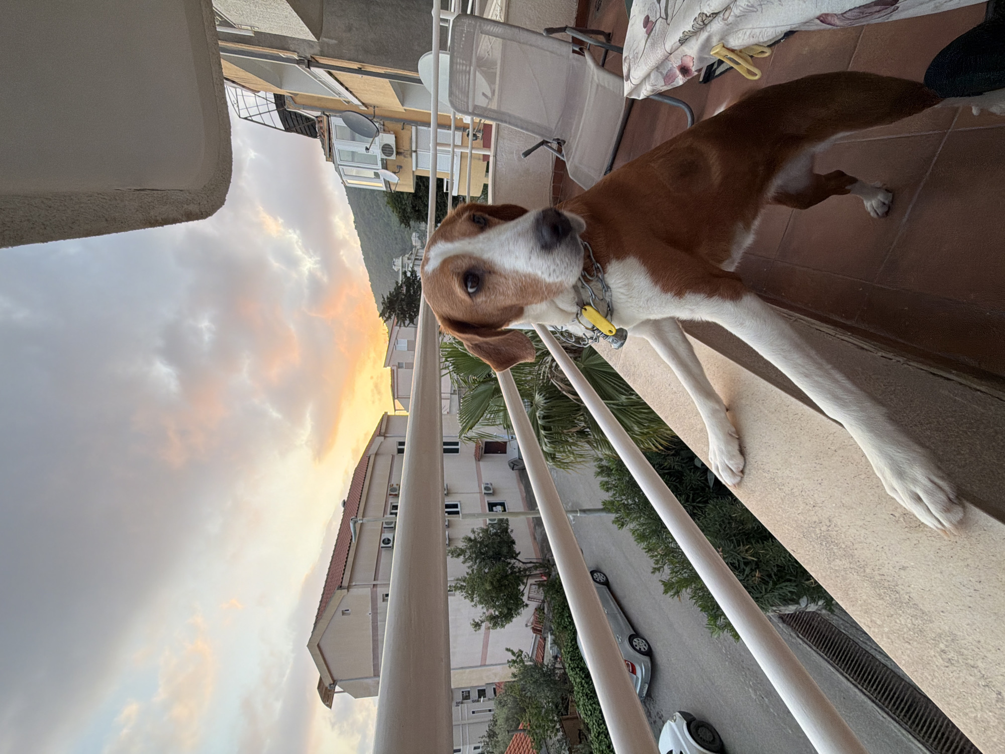 A brown and white hound-type dog stands on a balcony, looking directly at the viewer with its head slightly tilted. The dog has short fur, prominent white markings on its face, chest, and legs, and wears a silver chain collar with a yellow identification tag. One of the dog's white paws rests on a beige concrete balcony railing.
The setting is a balcony with a brown tiled floor and white vertical support poles. Behind the dog, a white metal outdoor chair with a patterned cushion is visible.
Beyond the balcony, an urban landscape unfolds at what appears to be either sunrise or sunset, given the warm, golden, and pink hues in the cloudy sky. The background features several multi-story buildings with light-colored facades, multiple windows, and terracotta-tiled roofs. Air conditioning units are visible on some building exteriors. A narrow street runs below, with at least two parked cars, one silver and one white. Palm trees and other green foliage are scattered throughout the scene. In the distance, dark, imposing mountains rise against the colorful sky.
The overall scene conveys a peaceful atmosphere during the golden hour in what is understood to be Petrovac na Moru, Montenegro, combining domestic tranquility with a scenic coastal town view. The text on the dog's yellow tag is indistinct but appears to contain letters and numbers.