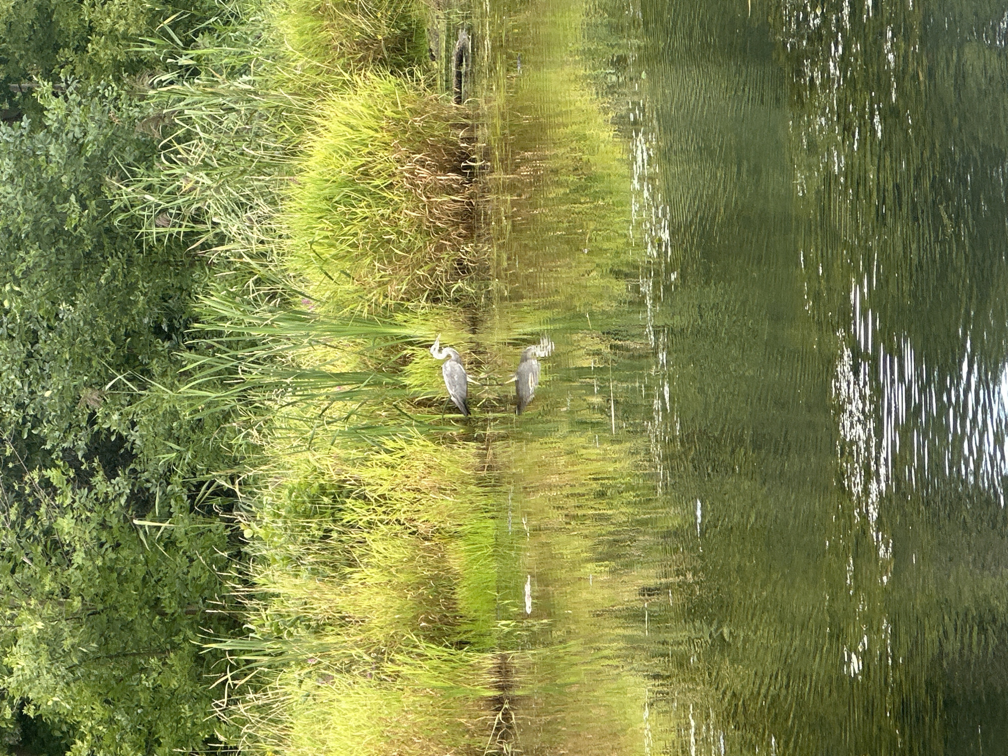 The image depicts a serene natural scene at the Minsk Sea, also known as the Zaslavl Reservoir, located northwest of Minsk, Belarus. In the foreground, calm green water reflects the surrounding vegetation and sky, with subtle ripples disturbing the surface. Along the far bank, lush green reeds and tall grasses grow densely, transitioning into a backdrop of leafy trees. A solitary great blue heron stands in the shallow water, its grey and white plumage contrasting with the vibrant greenery. The bird is captured in a still pose, likely foraging or observing its surroundings. The overall impression is one of tranquility and natural beauty, characteristic of the lakeside environment.