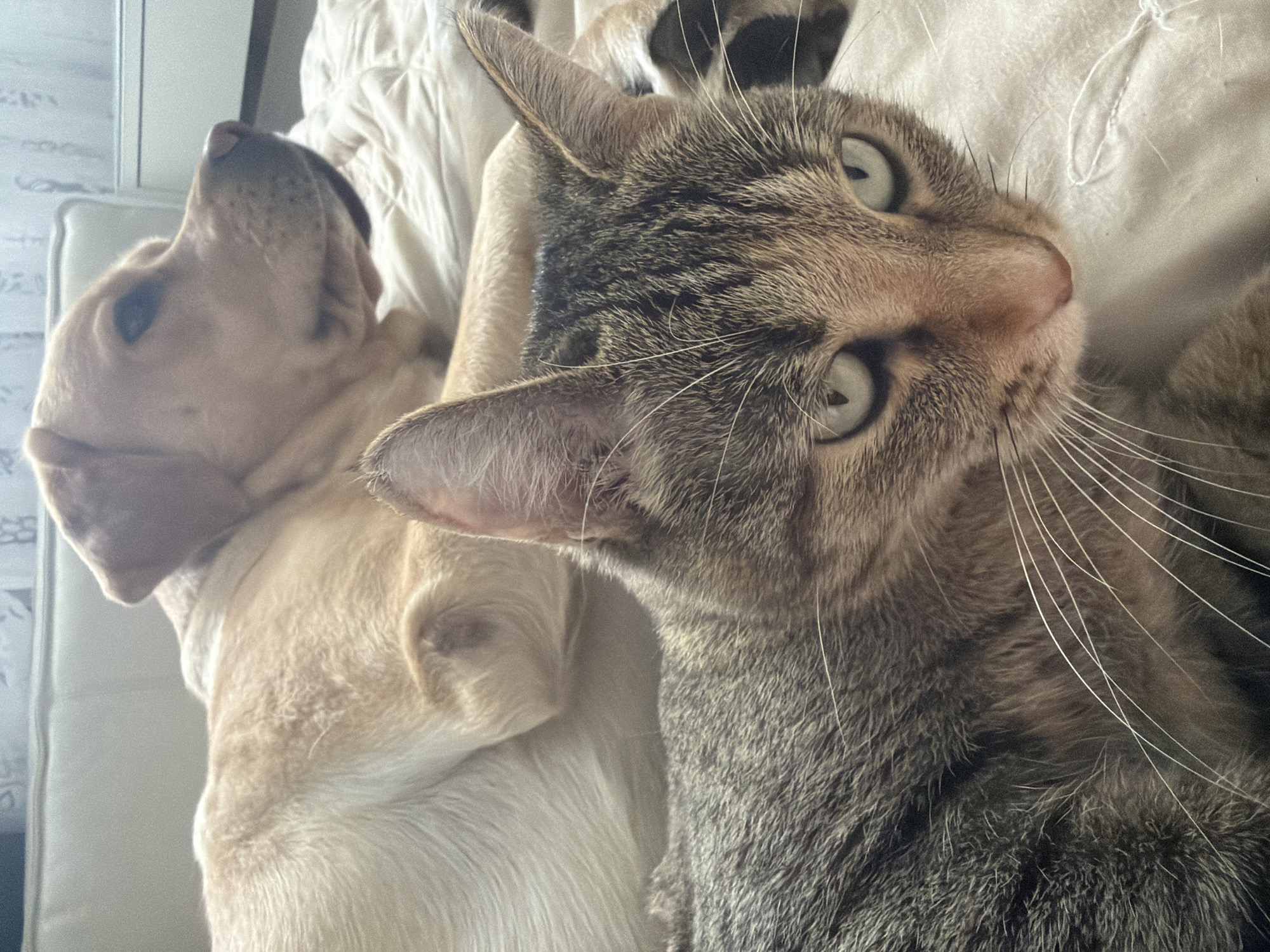 A domestic cat and a yellow Labrador retriever are lying on a bed. The cat is in the foreground, facing the camera with its head turned slightly to the right. The dog is in the background, lying on its side with its head turned away from the camera. The cat is a tabby with gray and brown stripes, and the dog is a solid yellow color. The bed is covered with a light-colored blanket. The background is out of focus but appears to be a room with a couch and a window.