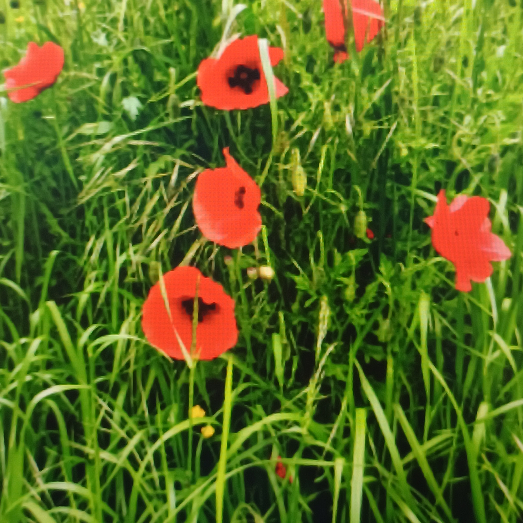 The image shows a close-up of several red poppies interspersed with green grass. The poppies have dark centers and delicate petals. The grass is long and appears somewhat wild. The overall scene is natural and outdoors. There are no people or structures visible. The lighting suggests it could be daytime.