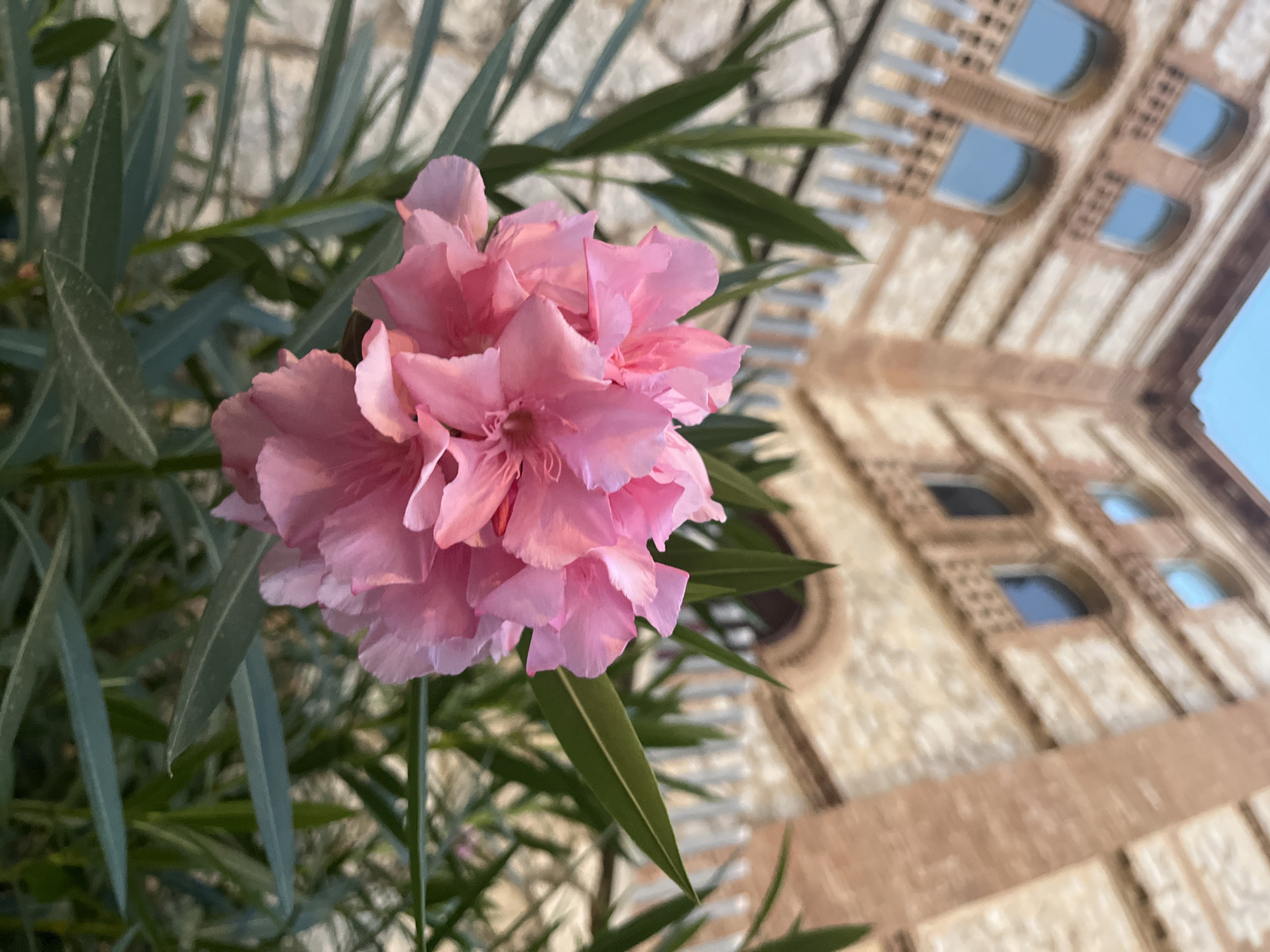 The image captures a close-up of a vibrant pink flower with multiple layers of petals, its delicate form illuminated against a backdrop of lush green foliage. In the background, an imposing architectural structure, likely a historic building in Tarragona, Spain, rises against a pale blue sky. The building's facade features arched windows and is constructed with a combination of reddish-brown brick and light-colored stone. A white balustrade separates the foreground foliage from the building. The scene appears to be set outdoors, possibly in a garden or courtyard adjacent to the historic edifice. There are no people or animals visible in the image. The lighting suggests it may be early morning or late afternoon, with soft natural light casting gentle shadows.
