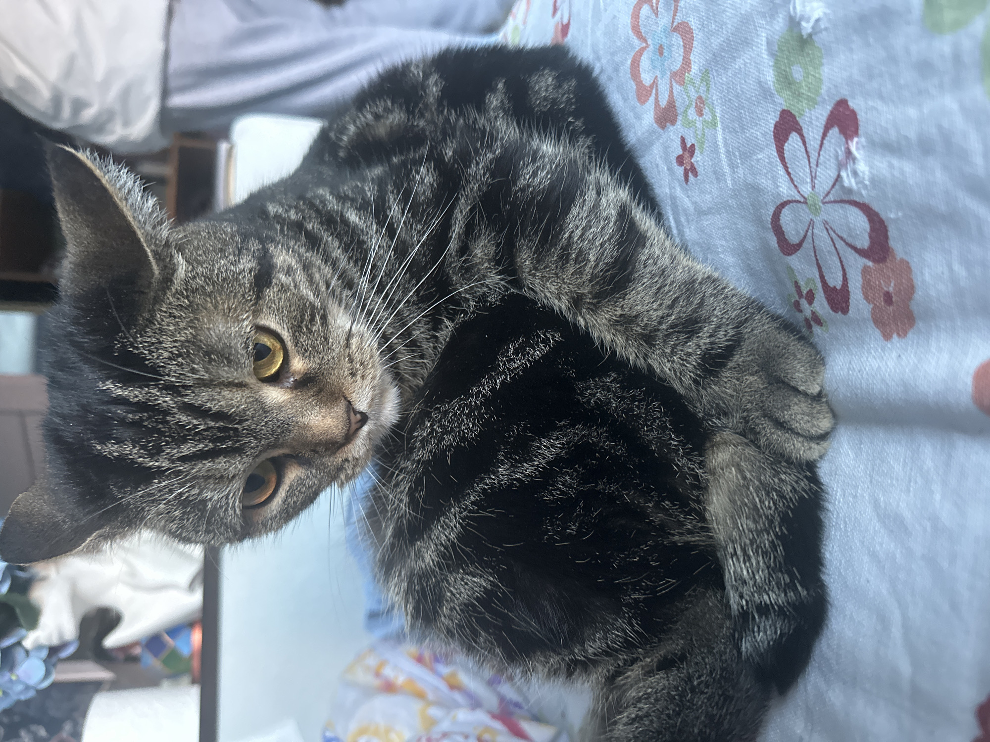 This image features a domestic tabby cat in an indoor setting, likely a home in Stavropol, Russia. The cat, characterized by its dark grey and black striped fur with lighter grey-brown undertones, is lying on its side, facing directly towards the viewer. Its expressive yellow-amber eyes appear alert and curious, framed by long, white whiskers that extend from its snout.
The cat is resting on a light-colored fabric, possibly a bedsheet or blanket, adorned with a delicate floral pattern featuring pink, orange, and light green blossoms. Its body is partially curled, with one paw visible. The background is softly blurred, showing hints of light-colored textiles and other indistinct objects, suggesting a domestic environment such as a bedroom or living area. The scene is illuminated by bright, natural light, indicating it is daytime. The cat's posture and gaze convey a sense of calm attentiveness. There is no visible text in the image.