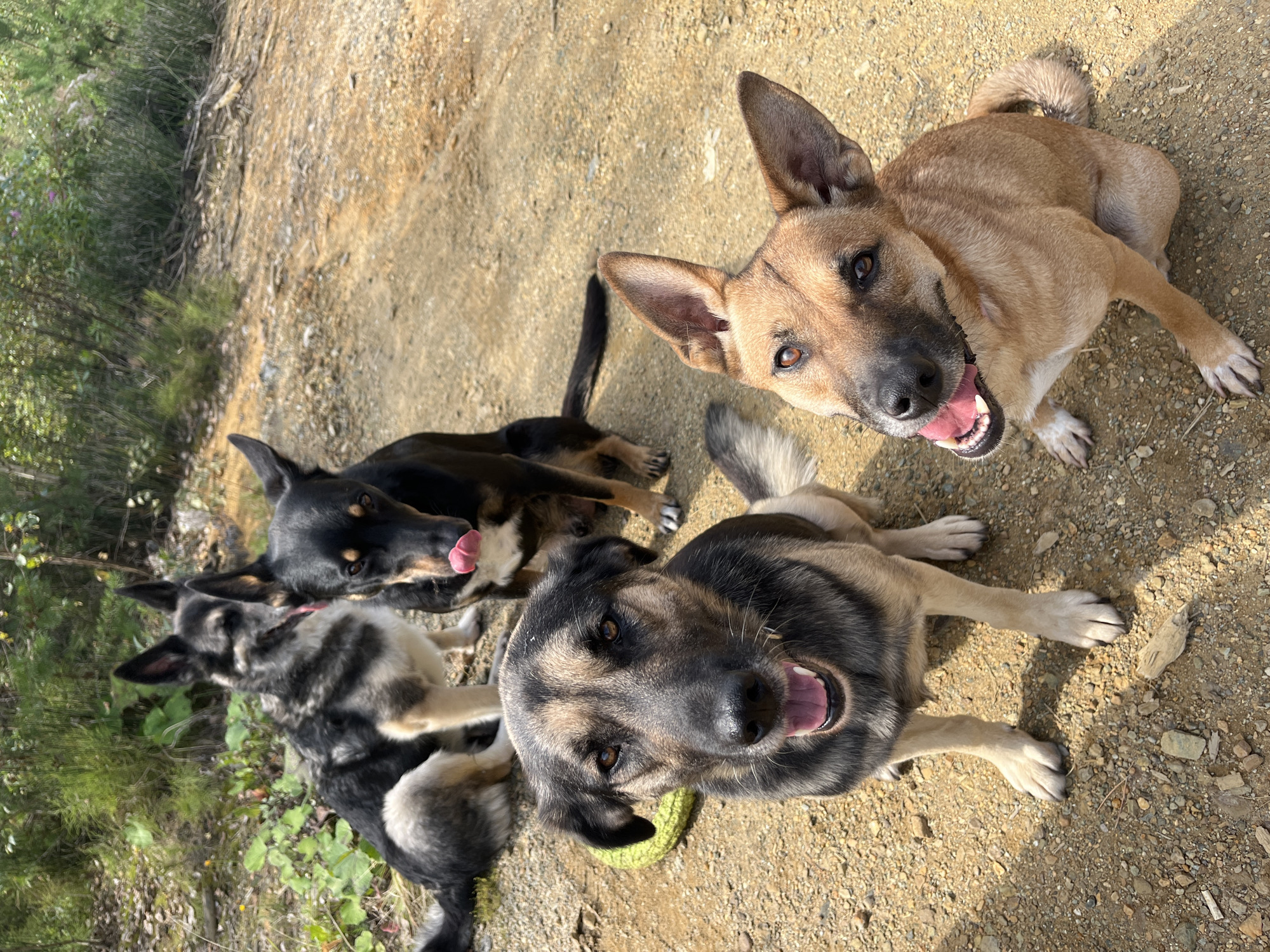 Four dogs are gathered on a dirt path. In the foreground, a tan dog with pointy ears looks up at the camera with its mouth open. To its left, a black and tan dog sits with its mouth open, panting. In the background, a black and tan dog is lying down, and behind it, another black and tan dog is sitting with its tongue out. The dogs are in an outdoor setting with trees and vegetation in the background. The ground is covered with dirt and small stones. There is no indication of the city of Nizhny Tagil, Russia, in the image.