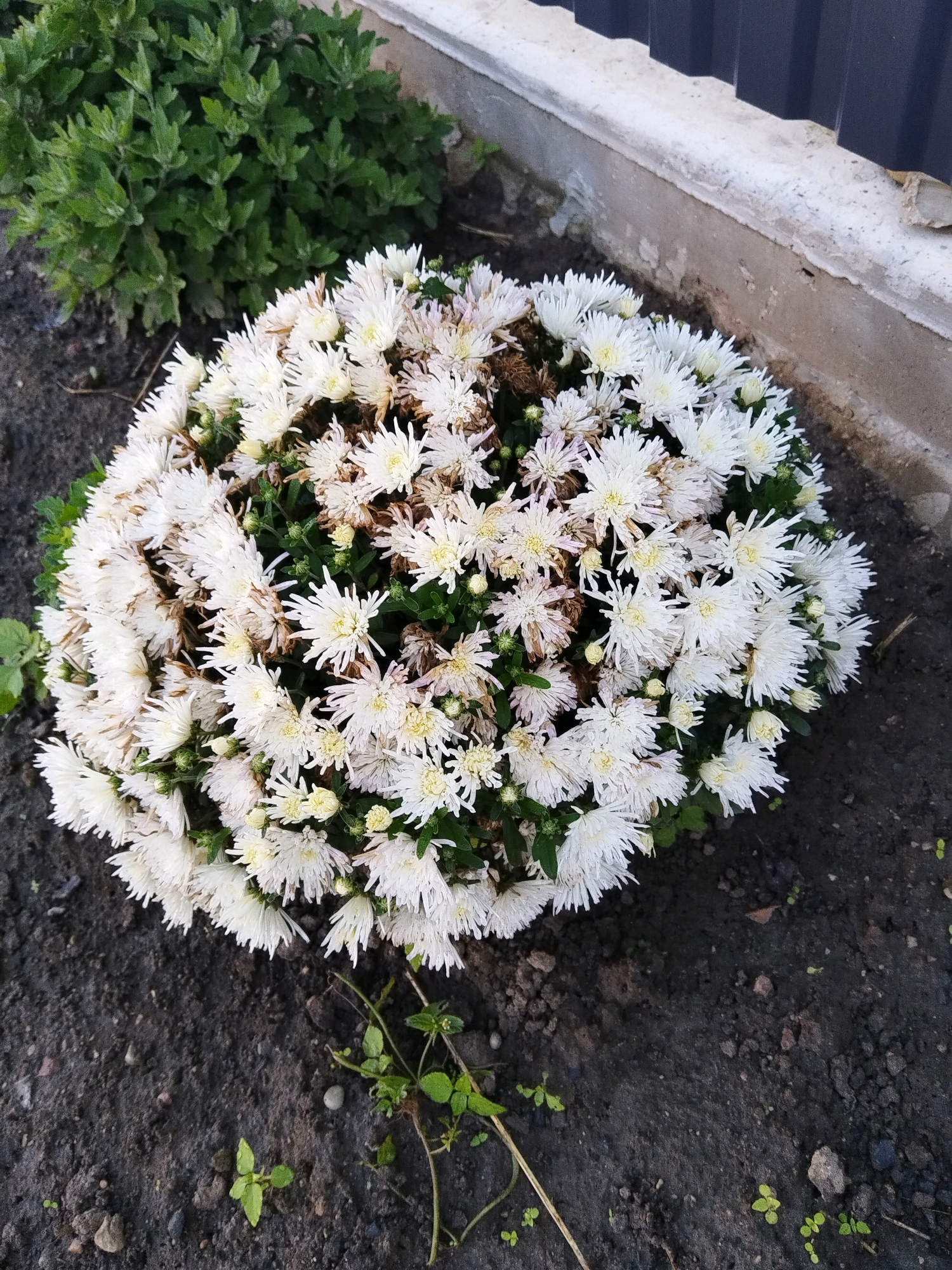 A close-up, overhead shot captures a dense mound of white chrysanthemums with yellow centers, planted in dark soil. Some of the flowers show signs of browning and wilting. To the left of the flowers is a cluster of green leafy bushes. In the background, a light-colored concrete curb runs horizontally across the frame, and behind that, a dark fence is visible. The ground is composed of soil with small stones and a few scattered small green plants. The scene appears to be outdoors in an urban or suburban setting, possibly a park or a garden. The location is identified as Падлабенскі сельскі Савет, Belarus.
