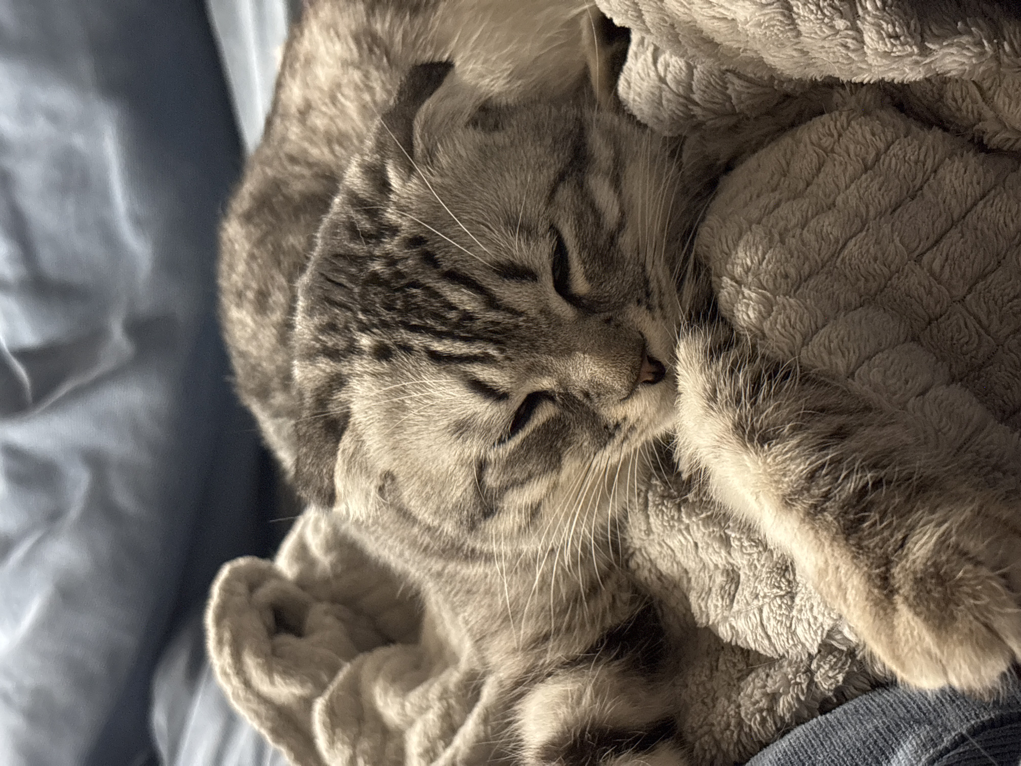 A gray tabby cat is sleeping on a textured, gray blanket. The cat's eyes are closed, and its whiskers are visible. The blanket appears to be made of a soft, plush material. The background includes a blurry, light blue surface. The image does not provide any details about the city of Perm, Russia.