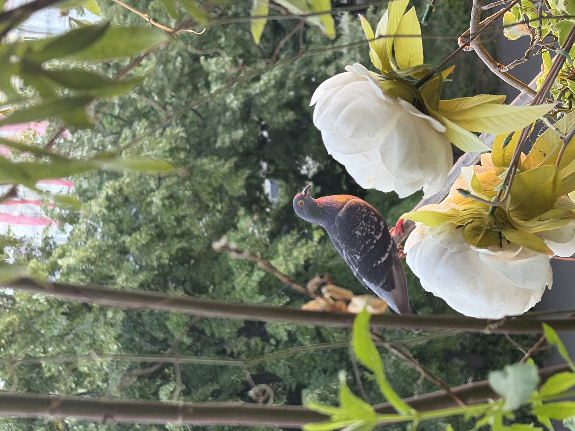A pigeon is perched on a branch of a tree, with two white peonies in the foreground. The pigeon is gray with white speckles and has an orange eye. The peonies are fully bloomed and are white with yellow centers. The background is a blur of green trees, suggesting a park or garden setting. There are also some thin, brown branches that frame the scene. The lighting suggests it is either early morning or late afternoon. This image was captured in Burgas, Bulgaria.