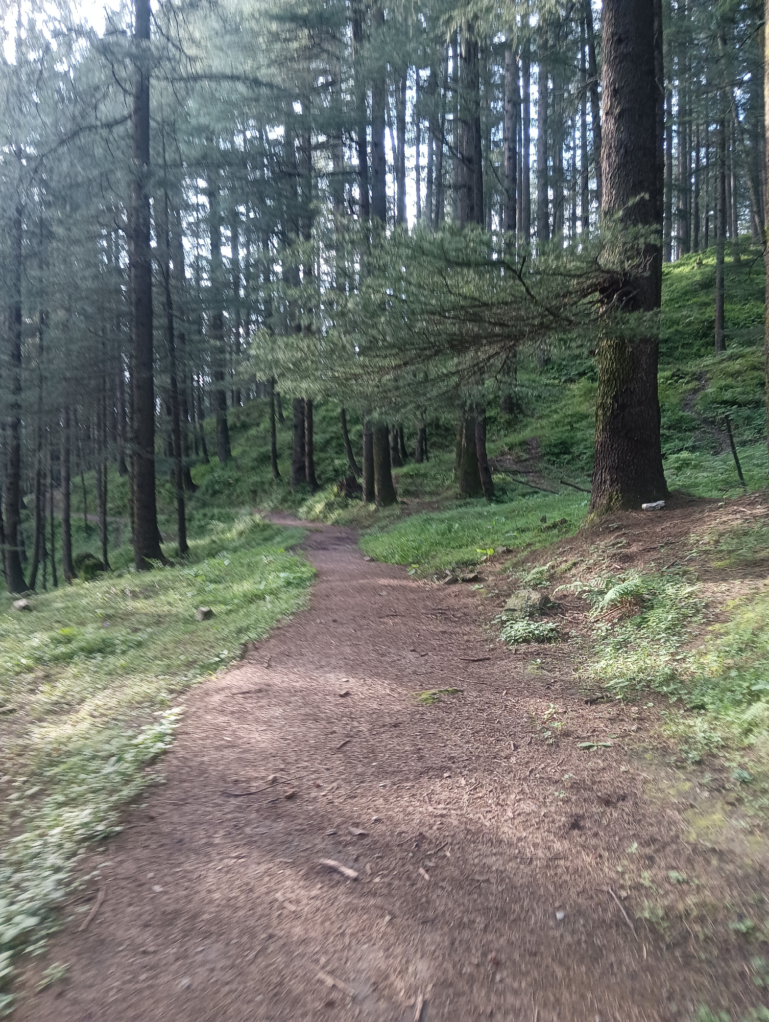 This is a ground-level, eye-level photograph of a dirt path winding through a dense pine forest. The path is mostly clear of debris, with some scattered pine needles and small twigs. Lush green grass and ferns grow along the edges of the path and up the gentle incline of the forest floor. Tall, slender pine trees dominate the scene, their dark trunks creating a sense of depth and framing the path. Sunlight filters through the canopy, dappling the ground and casting long shadows. The overall impression is one of a serene, natural environment, likely within the town of Chhyal, India, known for its pine forests. There are no people or animals visible in the image, and no specific actions or interactions are depicted. The focus is on the natural landscape and the path as a point of entry into the forest.