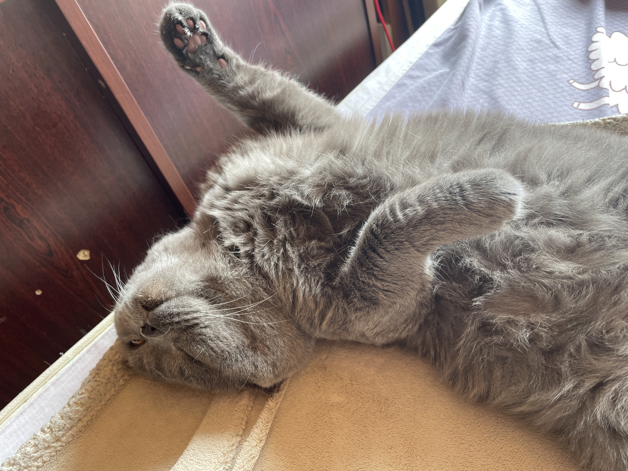 A gray cat is lying on its back on a beige surface. The cat's left paw is raised in the air. The cat's head is tilted to the side. The cat's eyes are closed. The cat's whiskers are visible.