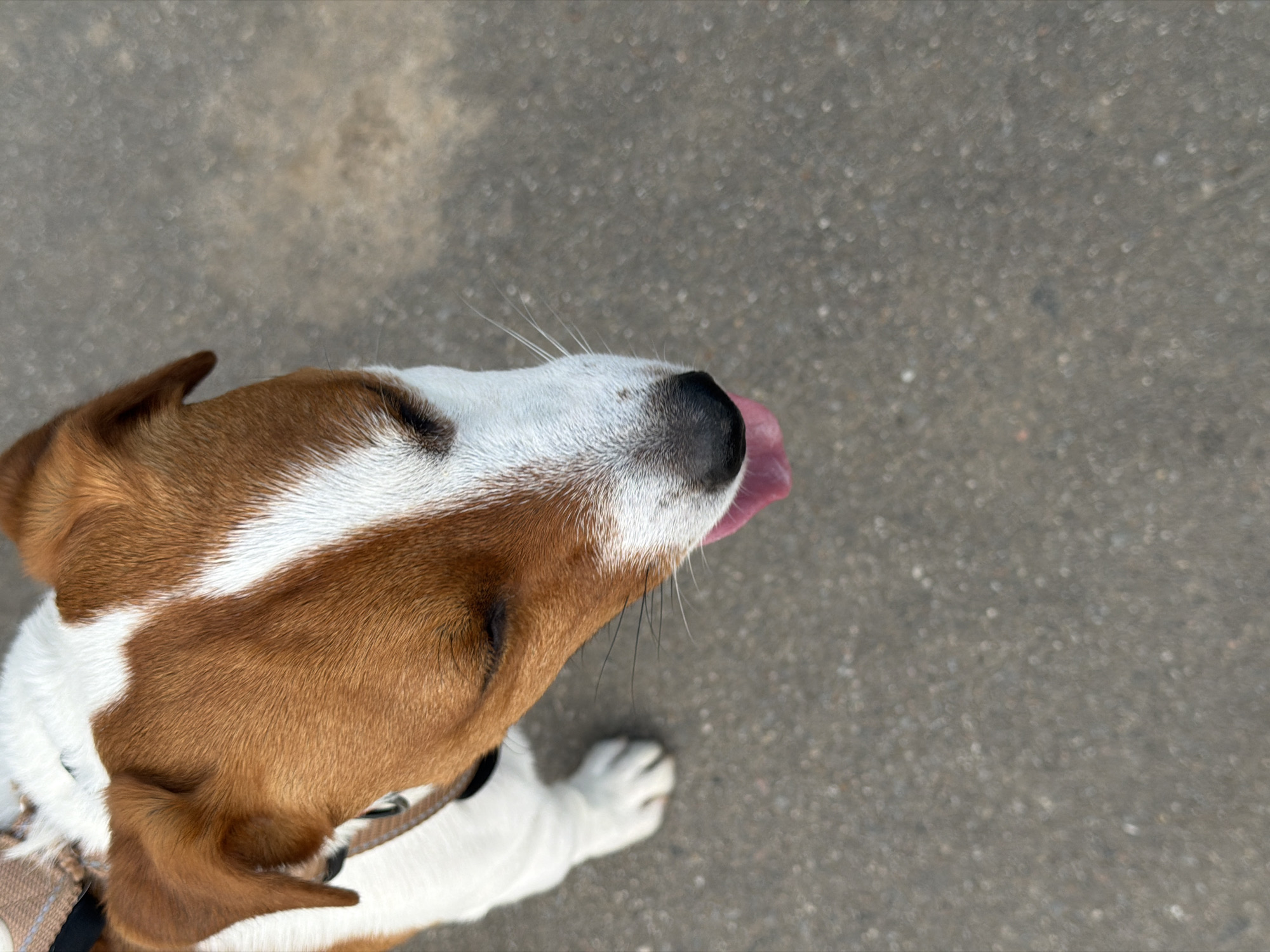 The image is a close-up, overhead shot of a Jack Russell Terrier dog outdoors. The dog is mostly white with brown markings on its head and ears. Its eyes are partially closed, and its pink tongue is sticking out. The dog is wearing a brown and black collar and a harness. It is standing on a grey, textured surface that appears to be pavement or asphalt. The background is blurred and out of focus, with some bokeh effects. There are no discernible landmarks or environmental cues to suggest a specific location in Moscow, Russia.