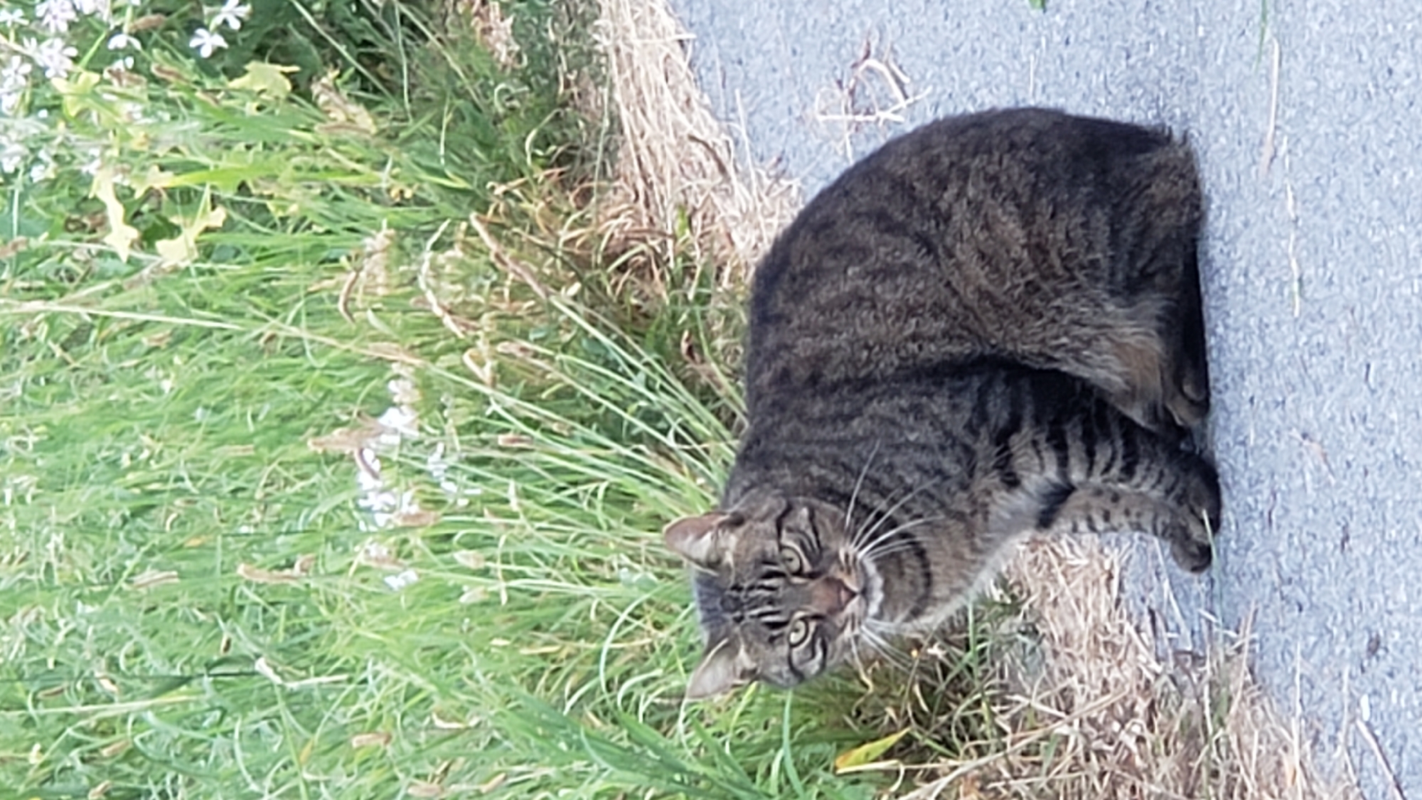 A tabby cat is sitting on an asphalt path next to a grassy area. The cat is facing the camera with its tail tucked around its body. Its fur is a mix of gray, black, and brown stripes. Its eyes are green and it has white whiskers. The grassy area behind the cat is overgrown with tall green grass and some small white flowers. The asphalt path appears to be a sidewalk or a trail in a park. The image was taken in the city of Prešov, Slovakia.