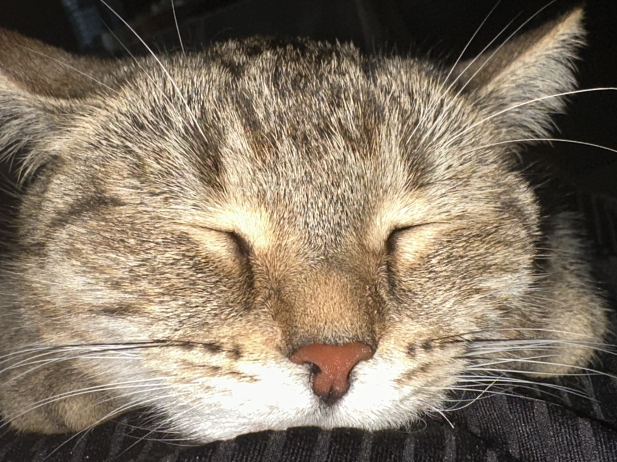 A close-up, indoor shot shows the face of a sleeping tabby cat. The cat's eyes are closed, and its nose is a reddish-pink. The fur is a mix of brown, black, and tan. Long, white whiskers extend from the cat's muzzle and above its eyes. The background is dark and out of focus, and the cat appears to be resting on a textured, dark surface.