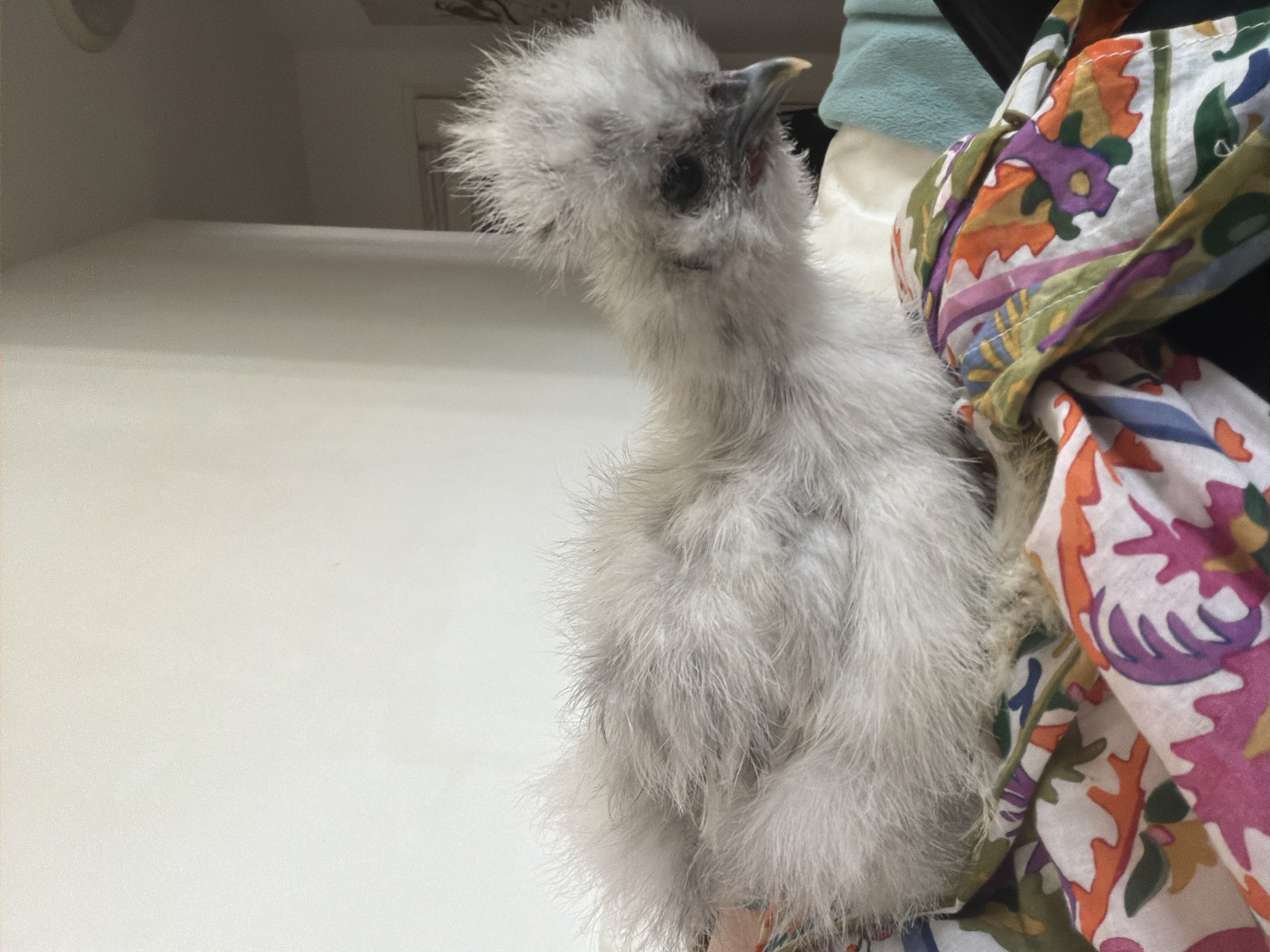 A fluffy, light grey Silkie chicken chick sits on a colorful patterned cloth. The chick has dark eyes and a light grey beak. The background consists of a plain white wall and a hint of a doorway or corner of a room. The cloth has a vibrant floral pattern with colors of pink, orange, purple, green, and blue.