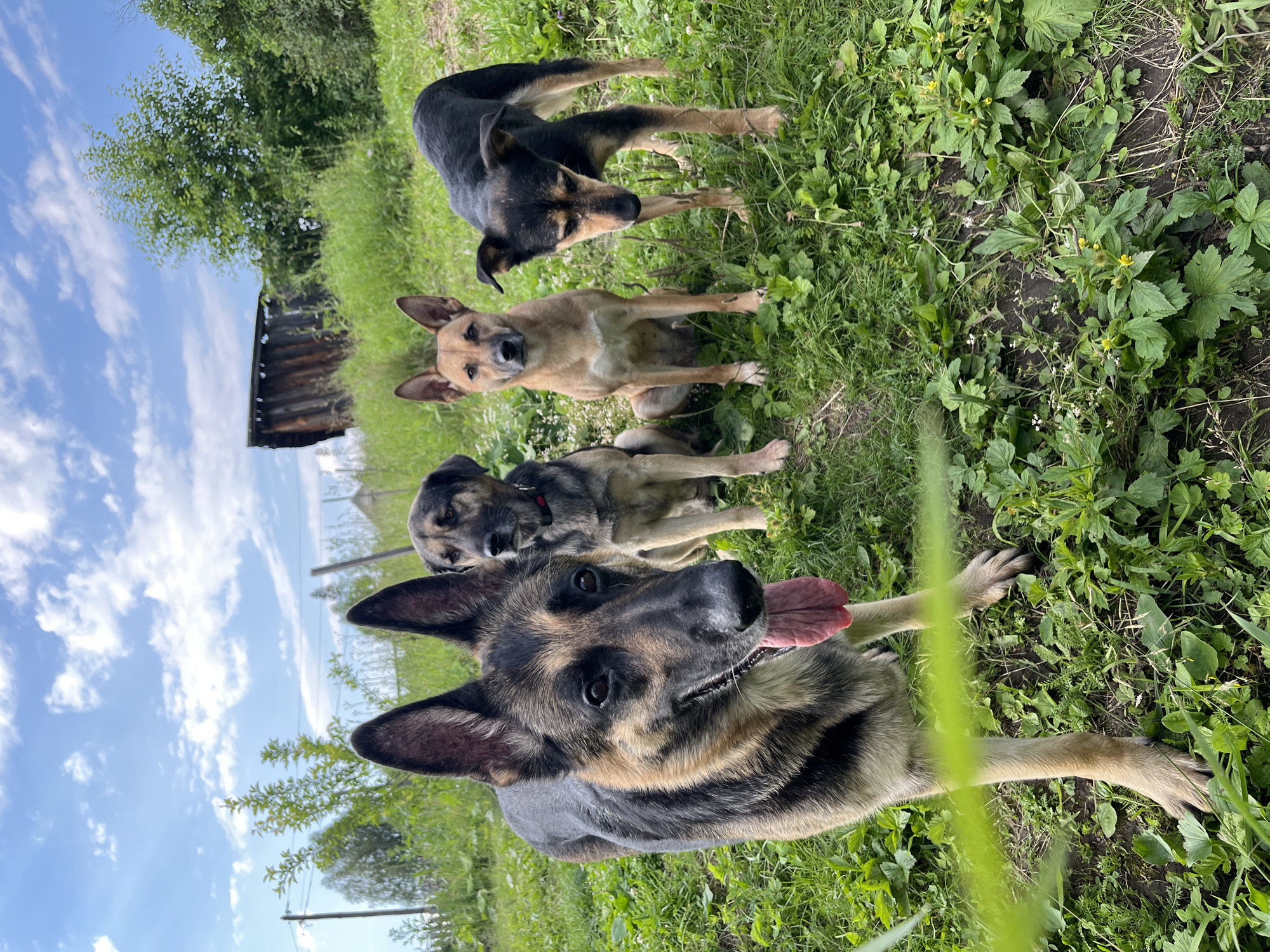 Four dogs are in a grassy outdoor setting. The dogs are of medium to large size and appear to be of mixed breeds, with one resembling a German Shepherd. The closest dog is a German Shepherd looking directly at the camera with its tongue out. Behind it are three other dogs, one of which is black and tan, and two are tan or light brown. The dogs are lying or standing on green grass with some plants and wildflowers. In the background, there are trees and a small, weathered wooden structure, possibly a shed. The sky is blue with white clouds, suggesting it is daytime with fair weather. The overall scene depicts dogs relaxing outdoors. The context provided indicates the location is Nizhny Tagil, Russia. There is no visible text in the image.