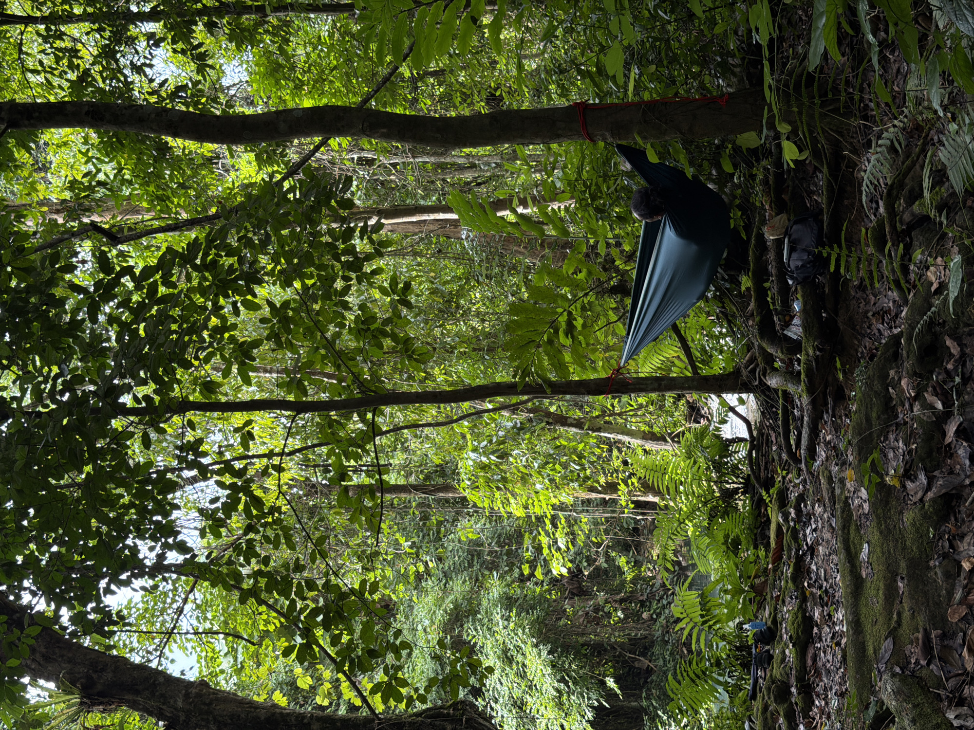 A person reclines in a dark teal hammock strung between two trees in a lush, dense forest. The hammock is suspended horizontally, with the person's head and shoulders visible, facing away from the camera towards the right side of the frame. Red straps are tied around the trees to secure the hammock. The forest floor is covered in moss, fallen leaves, and exposed tree roots. To the left of the hammock, a backpack and other items are visible on the ground. Ferns and other green foliage are abundant throughout the scene, with sunlight filtering through the canopy, creating dappled lighting. The scene appears to be in a natural, undeveloped area, possibly a jungle or rainforest. While the image depicts a natural setting with a person relaxing, there are no specific landmarks or indicators that place this scene within the city of Thapene, Laos.