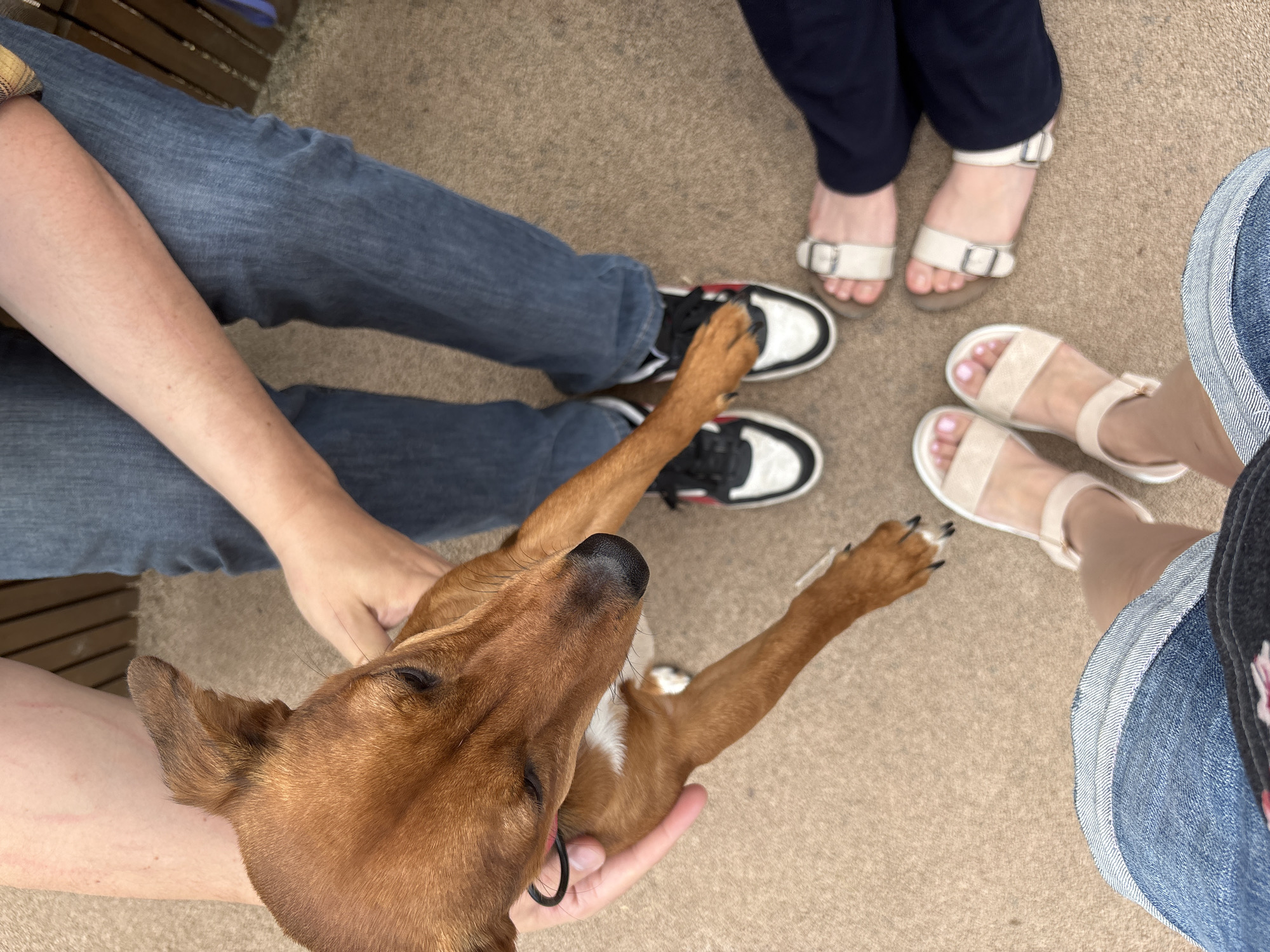 A top-down view of four people and a dog are shown gathered on a light brown, textured surface, possibly carpet or a coarse outdoor mat. One person is wearing blue jeans and black and white sneakers. Another person is wearing dark pants and white sandals. Two other people are wearing denim shorts and light-colored sandals. A medium-sized, brown dog with a white chest marking is being held by one of the individuals. The dog has a black nose and a black collar with a silver ring. The overall setting appears to be outdoors, possibly in a park or a backyard. There is no specific indication of the location being in Saint Petersburg, Russia.