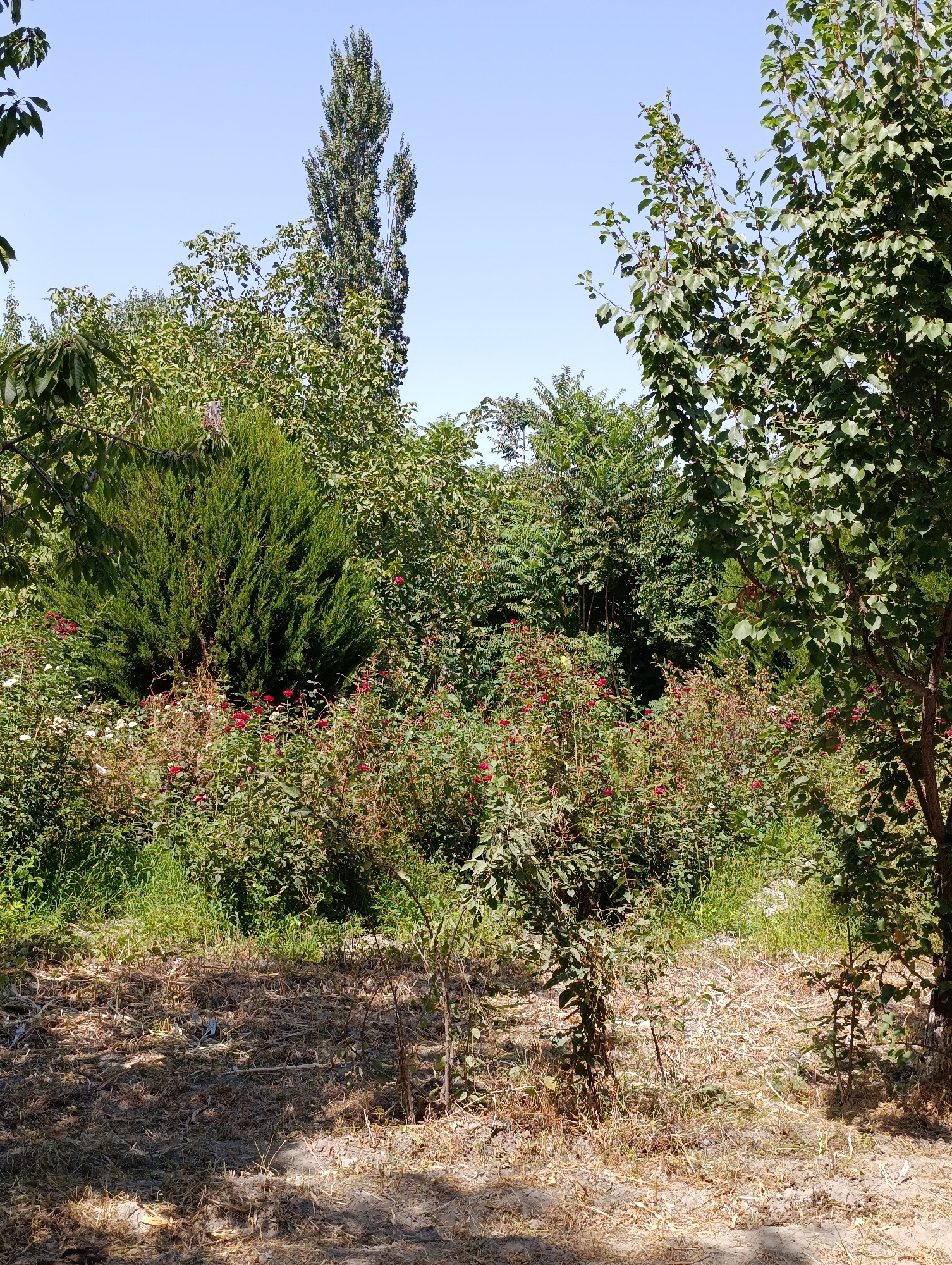 The image shows a dense, overgrown garden in Devayron, Uzbekistan. In the foreground, dry, brown grass and fallen leaves cover the ground, with dappled sunlight casting shadows. A small, slender sapling stands to the right. Behind this, a variety of green bushes and trees dominate the scene. A large, conical evergreen shrub is centrally located, surrounded by rose bushes with small red flowers. Further back, a tall, slender poplar tree reaches towards a clear blue sky. The overall impression is one of lush, untamed vegetation. There are no people visible in the image.