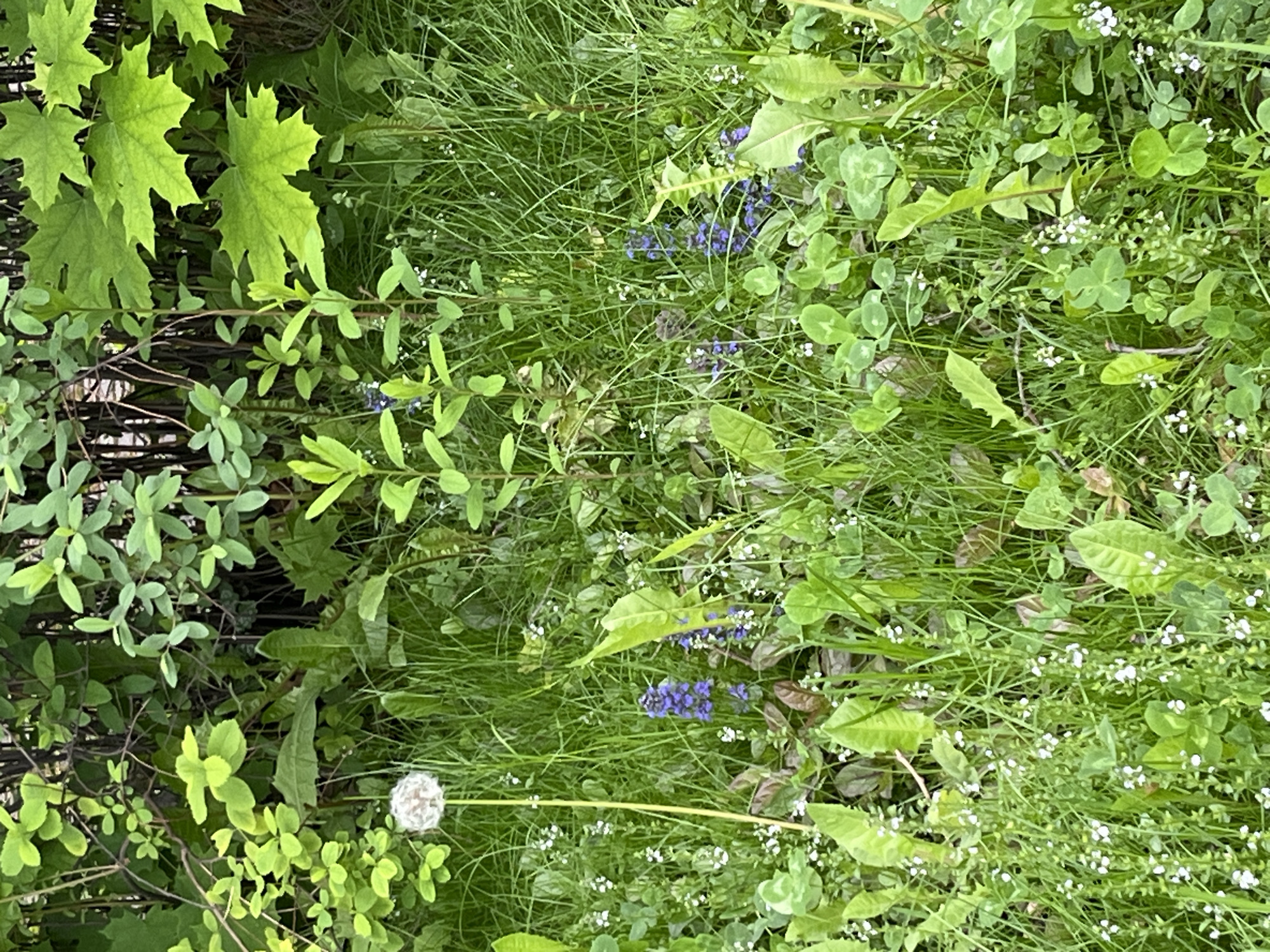 The image depicts a close-up view of a patch of greenery, likely a lawn or garden. Various plants are visible, including grass, clover, and other leafy vegetation. Some small blue flowers are scattered amongst the green. The left side of the image shows maple leaves on a branch. At the bottom of the image, there's a dandelion puff. The scene appears to be outdoors, possibly in a park or other green space in St. Petersburg, Russia. No people or animals are visible.