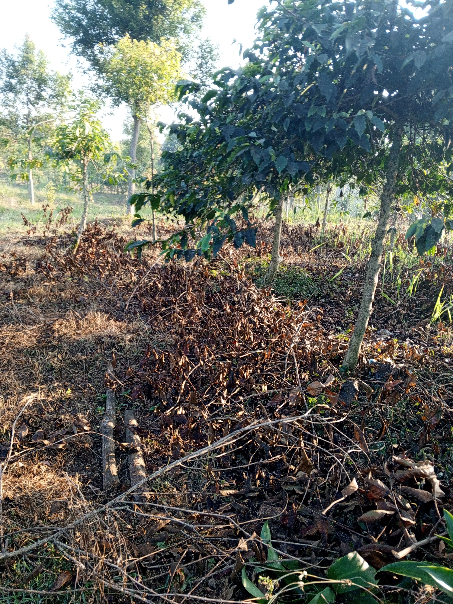 This is a medium-angle shot of a coffee plantation located in the Yakkurugala region of Sri Lanka. The scene is dominated by rows of coffee plants, some bearing dark green leaves, while others are sparsely leaved with visible branches and trunks. The ground is covered with a thick layer of dry, brown leaves and twigs, indicating a recent harvest or pruning. Several thin, light-colored tree trunks are visible throughout the plantation, interspersed with the coffee plants. The sunlight casts long shadows, suggesting it is either early morning or late afternoon. The background shows more trees and foliage, indicating a rural or agricultural setting. There are no people or animals visible in the image.