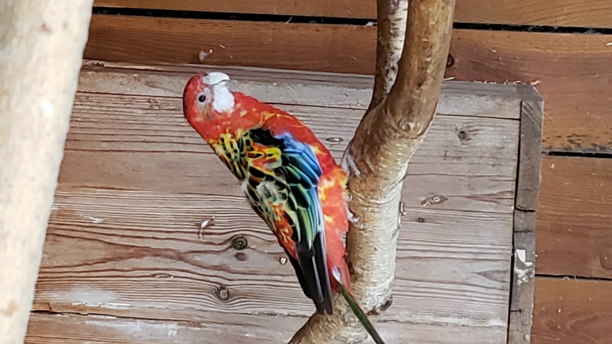 A colorful parrot is perched on a branch in front of a weathered wooden wall. The parrot has a red head and breast, with black, yellow, green, and blue feathers on its back and wings. The parrot's eye is visible and appears to be looking to the right. The branch is rough and textured, and it is positioned horizontally across the frame. The wooden wall is made of vertical planks of varying shades of brown, with visible grain and knots. The lighting suggests an outdoor or semi-outdoor environment. The image does not contain any elements that would suggest a specific location within the city of Prešov, Slovakia.