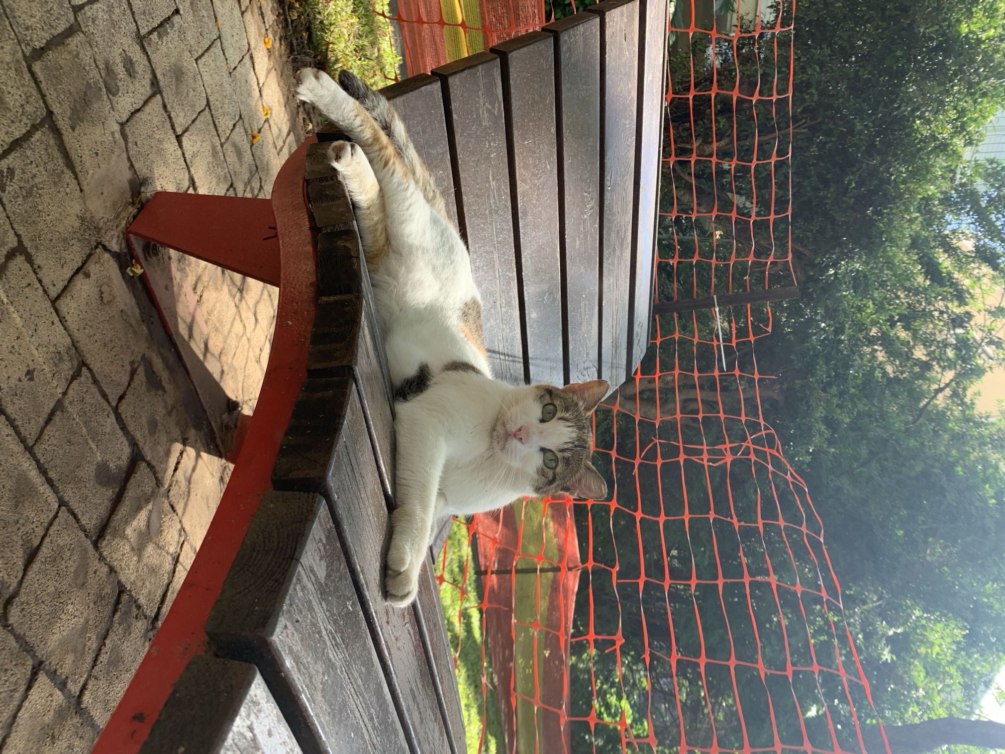 A cat with white and tabby fur reclines on a wooden park bench with a red frame. The bench sits on a brick-paved area, with a section of orange safety netting visible behind it, along with green foliage and a hint of a building. The location is inferred to be Tel-Aviv, Israel. The cat is lying on its side, looking towards the camera.