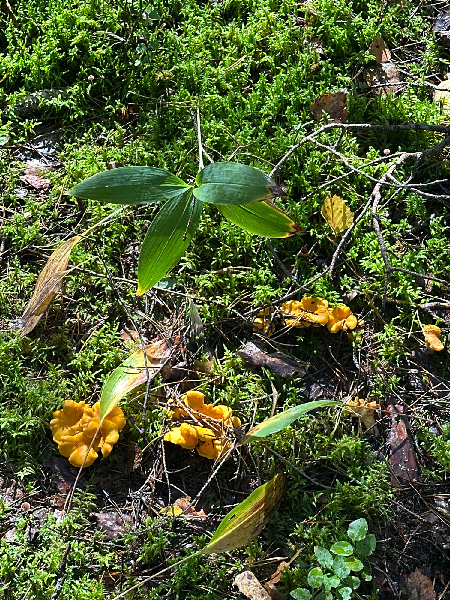The image shows a close-up view of a forest floor covered in green moss and pine needles. Several bright orange chanterelle mushrooms are scattered across the scene. A green plant with three broad leaves emerges from the moss near the top of the frame. Dried brown leaves and thin branches are also visible, intermingled with the moss and pine needles. The lighting suggests it is daytime, with sunlight dappling through the trees. The setting is consistent with a wooded area in the Калодзішчанскі сельскі Савет, Belarus. There are no people or animals present in the image.