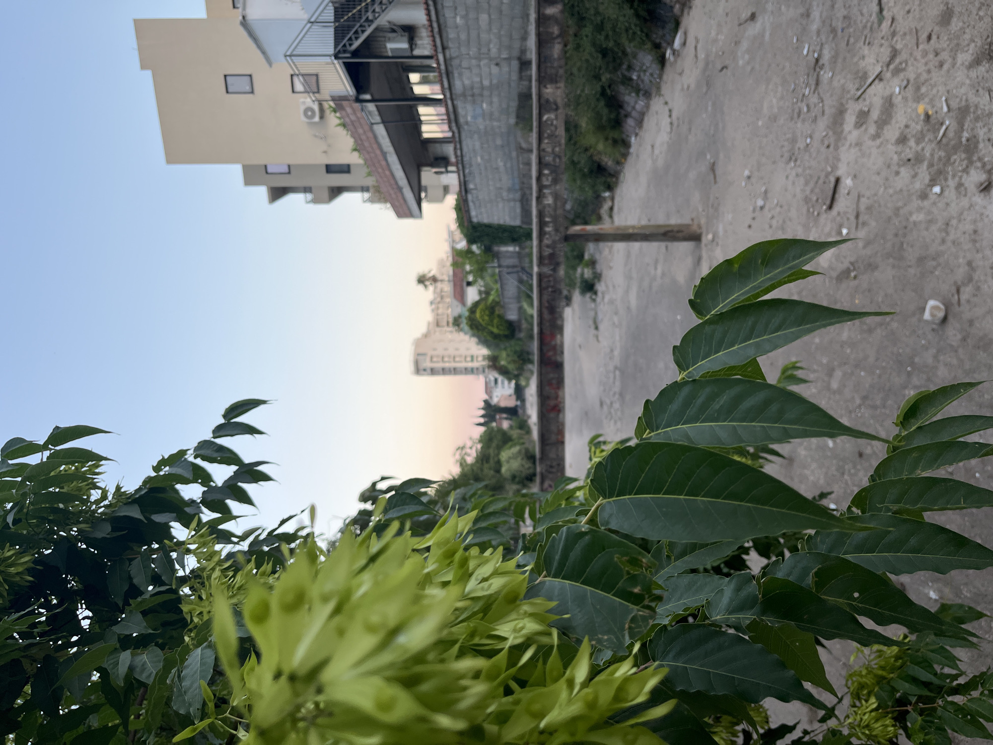 The media file depicts an outdoor scene, likely in an urban or semi-urban environment, with a focus on foliage in the foreground and buildings in the background. The image is oriented vertically, as if the camera was held sideways.
In the foreground, lush green leaves and clusters of light green seed pods dominate the frame. The leaves are broad and have a smooth, waxy texture, with visible veins. The seed pods are clustered together, appearing as pointed, elongated structures.
The background reveals a somewhat dilapidated concrete area with scattered debris. Beyond this, a low concrete wall is visible, partially covered in greenery and what appears to be graffiti or faded text. Further in the distance, several buildings are visible. On the left, a multi-story building with a light beige facade and dark windows is prominent. To its right, a series of structures with darker facades, balconies, and metal railings are seen. In the far distance, more buildings are visible, appearing as a city skyline under a pale sky.
The sky is a soft blue, transitioning to a subtle pinkish hue near the horizon, suggesting either dawn or dusk. The overall lighting is soft and diffused, indicating a time of day with low sun angles. There are no people or clear activities depicted. The scene conveys a sense of urban decay juxtaposed with the resilience of nature, with plants growing and encroaching on the built environment.
The location is identified as Budva, Montenegro. No specific event is taking place, and the mood is tranquil, perhaps even a little melancholic due to the urban neglect.