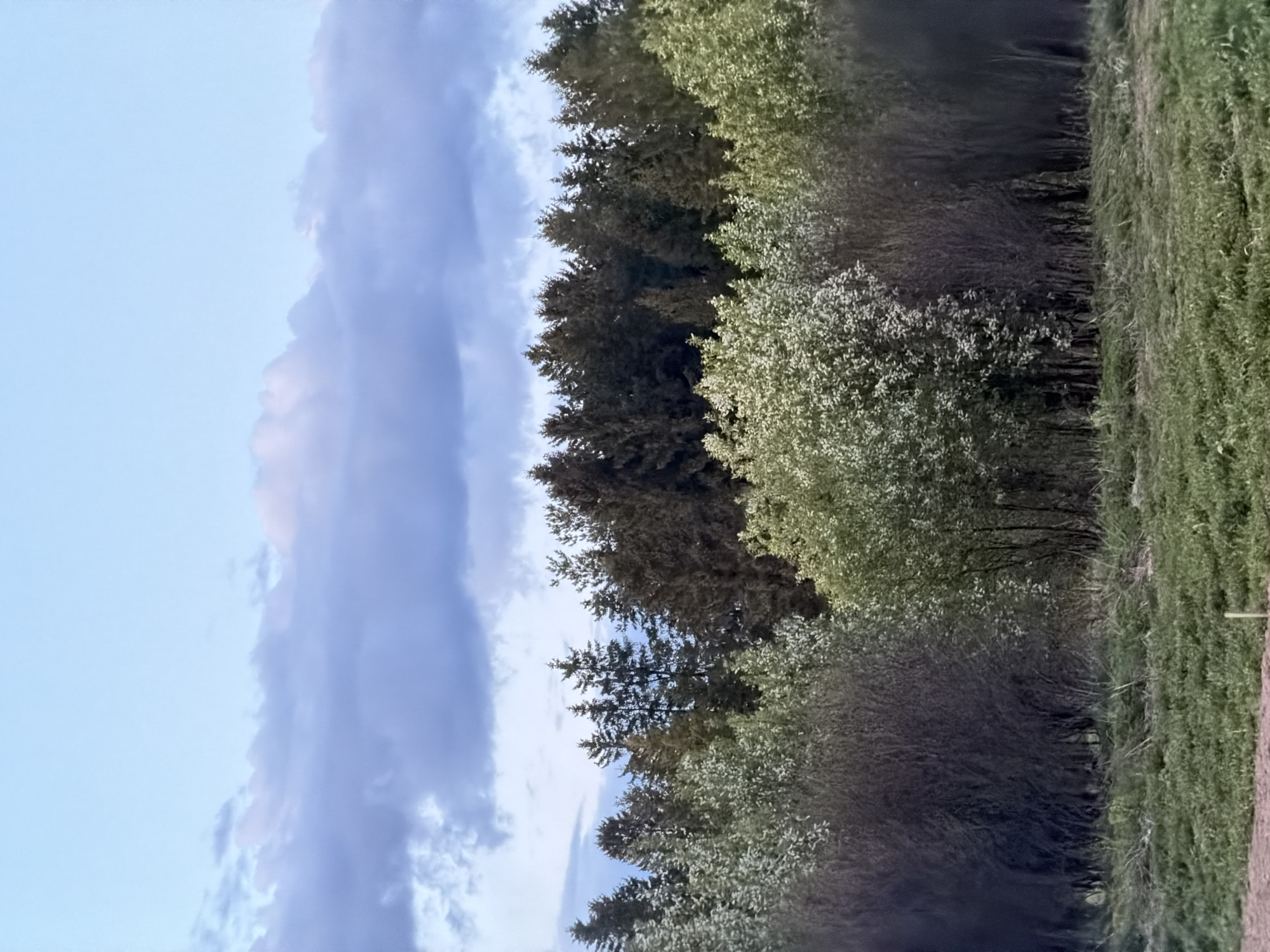 The image depicts a natural scene, likely located in a rural area near Фоки, Russia. The sky occupies the left portion of the frame, displaying light blue hues with a large, elongated cloud formation in the center. The right side of the image features a row of trees, transitioning from dense evergreen trees in the center to lighter deciduous trees towards the edge. A patch of grassy terrain is visible on the far right of the image.