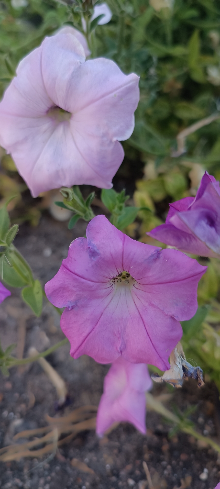 In this close-up, vertical shot, three vibrant petunia flowers are the central focus, set against a backdrop of blurred green foliage and dark, earthy ground. The largest flower, a delicate pale lavender, occupies the top left of the frame, its trumpet-shaped bloom displaying soft, wavy petals that gently curve inwards toward a lighter center. Below it, a more intense fuchsia-pink petunia dominates the lower half of the image. This flower, also trumpet-shaped, exhibits deeper violet veins radiating from its center and a slightly wilted appearance on one side, with a dried, dark remnant of a previous bloom visible near its edge. A third, partially obscured fuchsia petunia is visible at the very bottom of the frame, its petals softly blurred and appearing to be a lighter shade. The ground beneath the flowers is a mix of dark soil, small grey pebbles, and dried organic matter, with hints of light brown and yellow scattered throughout. The overall impression is one of natural beauty, with the flowers' rich colors and delicate textures emphasized by the shallow depth of field. The scene is located in an outdoor setting, likely a garden or park, within the city of Unknown, Unknown.