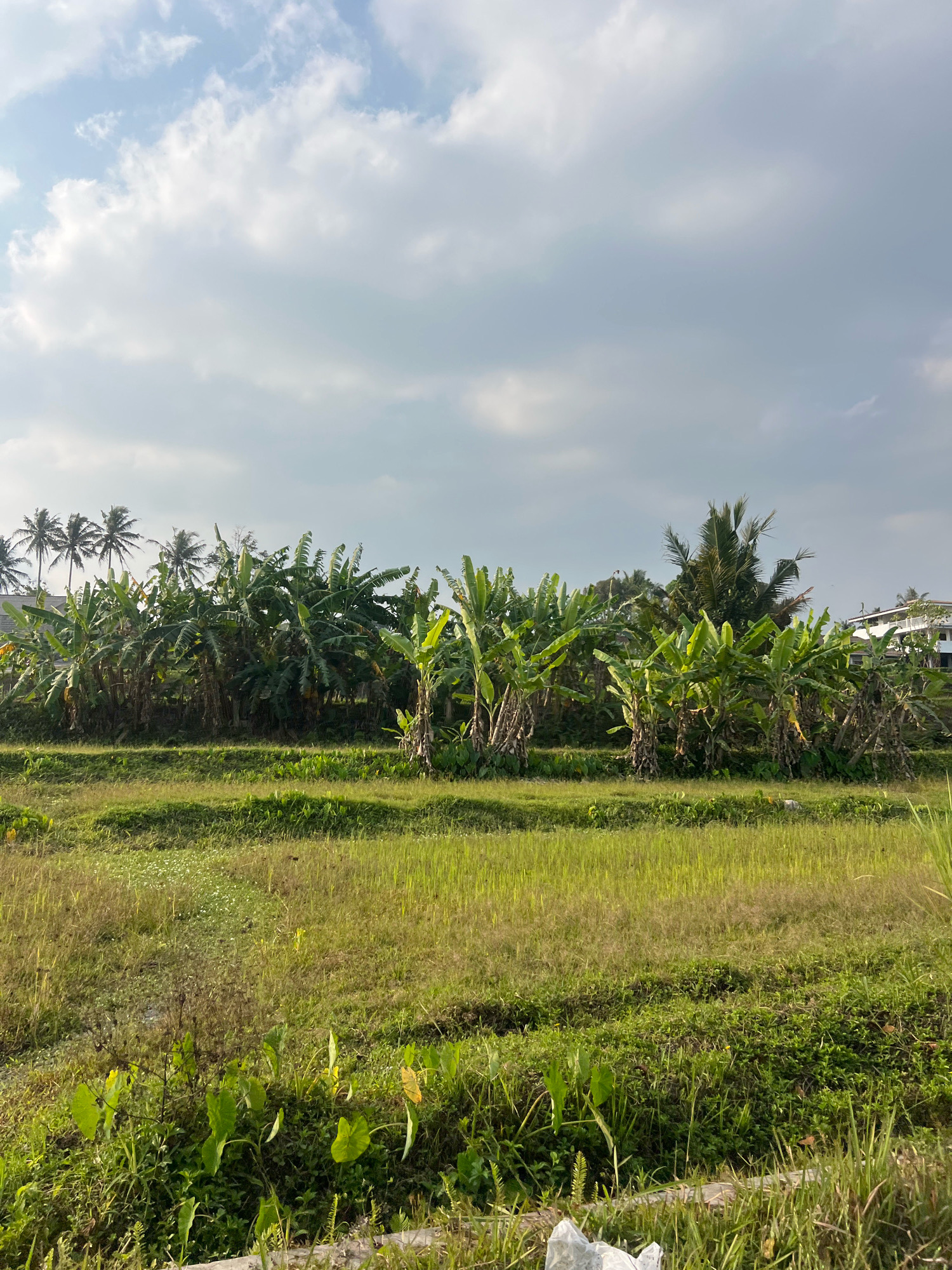 The image depicts a lush green field with a line of banana trees and palm trees in the background. The sky is partly cloudy with scattered white clouds against a blue backdrop. In the foreground, there is a patch of waterlogged grass with some broad-leafed plants. In the distance, a white building with a sloped roof is visible, along with more palm trees. The scene suggests a rural or semi-rural setting in a tropical climate.
